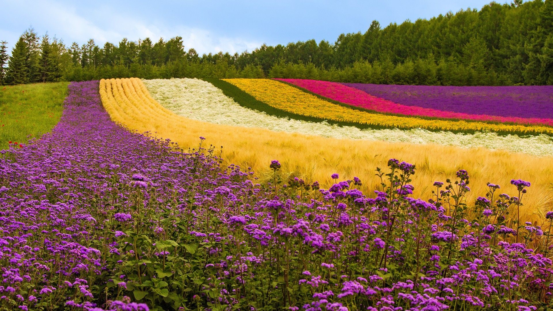 Spring Flowers Fields Wallpapers Wallpaper Cave