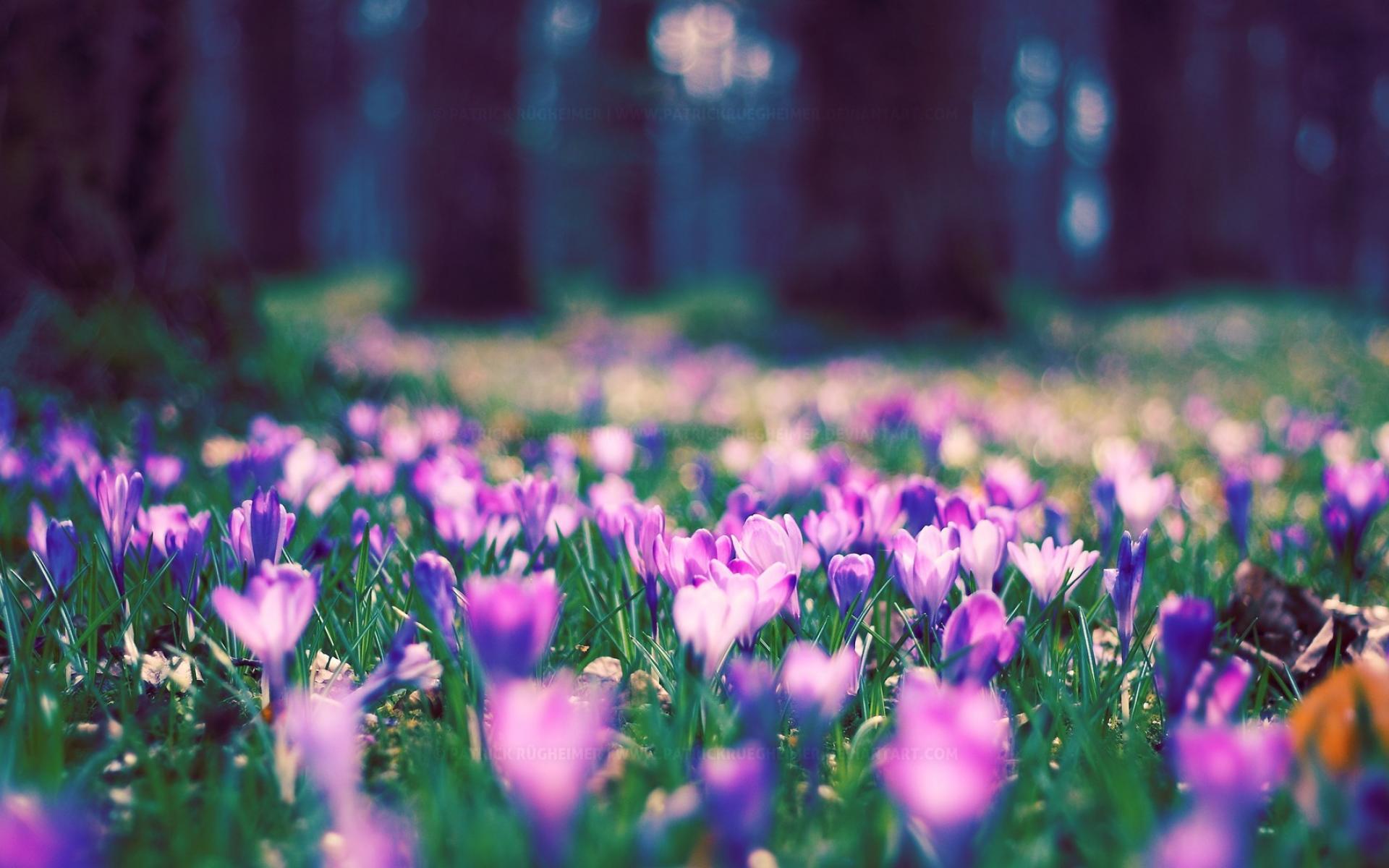 Spring Flowers Fields Wallpapers Wallpaper Cave