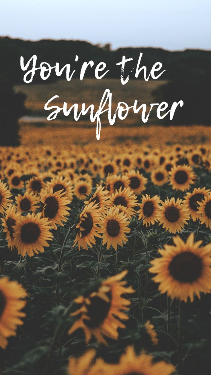 Quotes On Sunflower Wallpapers Wallpaper Cave