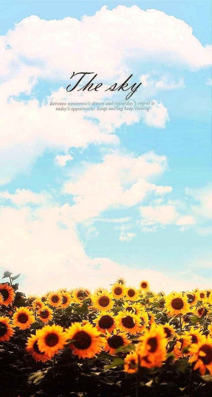 Quotes On Sunflower Wallpapers Wallpaper Cave