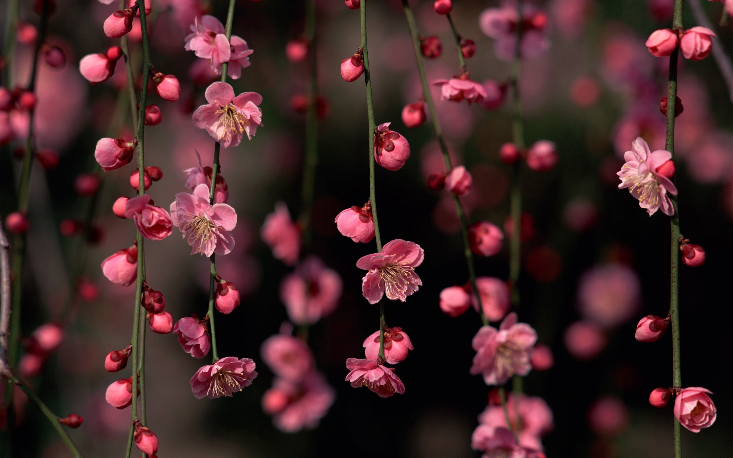 Little Spring Flowers Wallpapers Wallpaper Cave