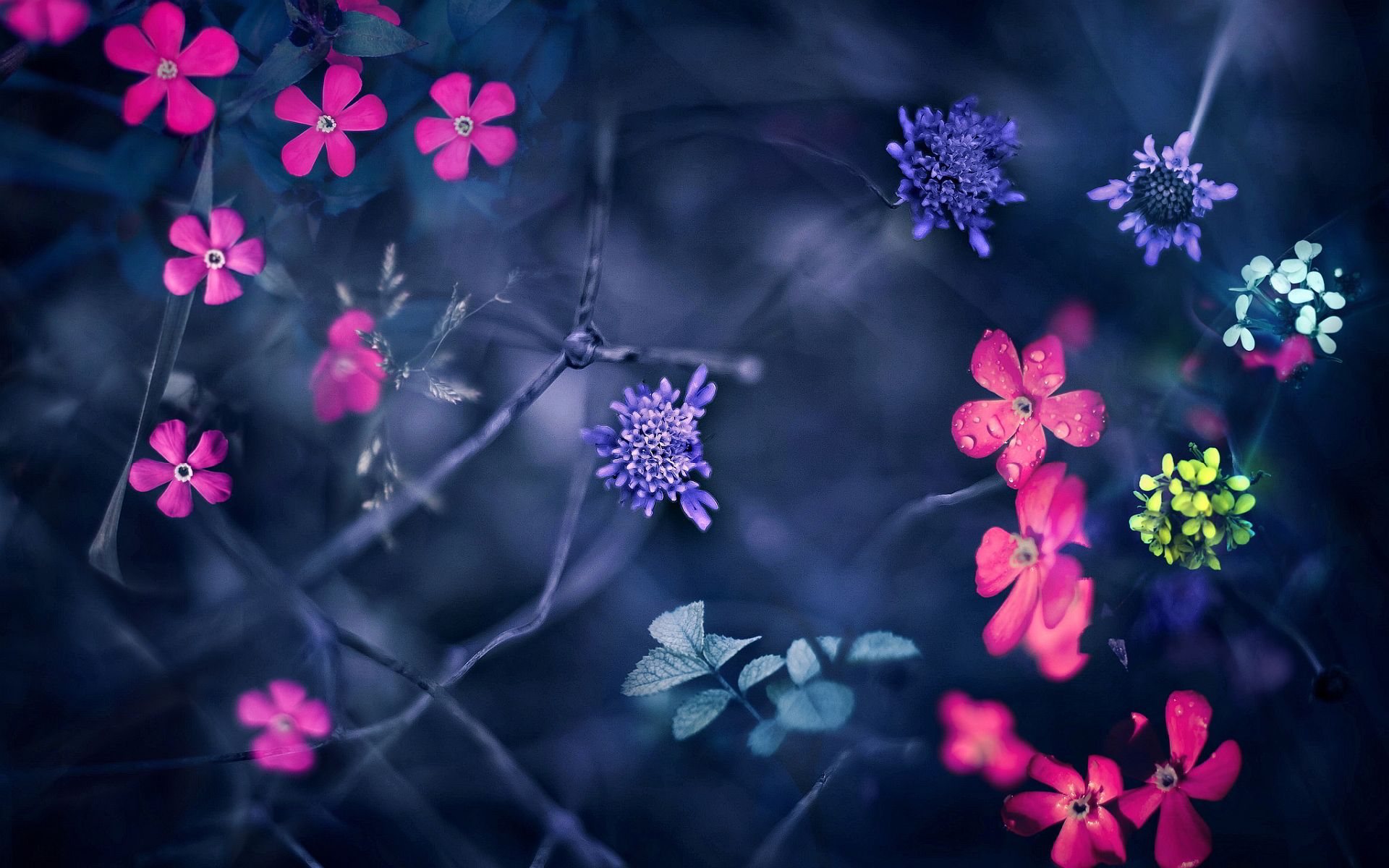 Little Spring Flowers Wallpapers Wallpaper Cave