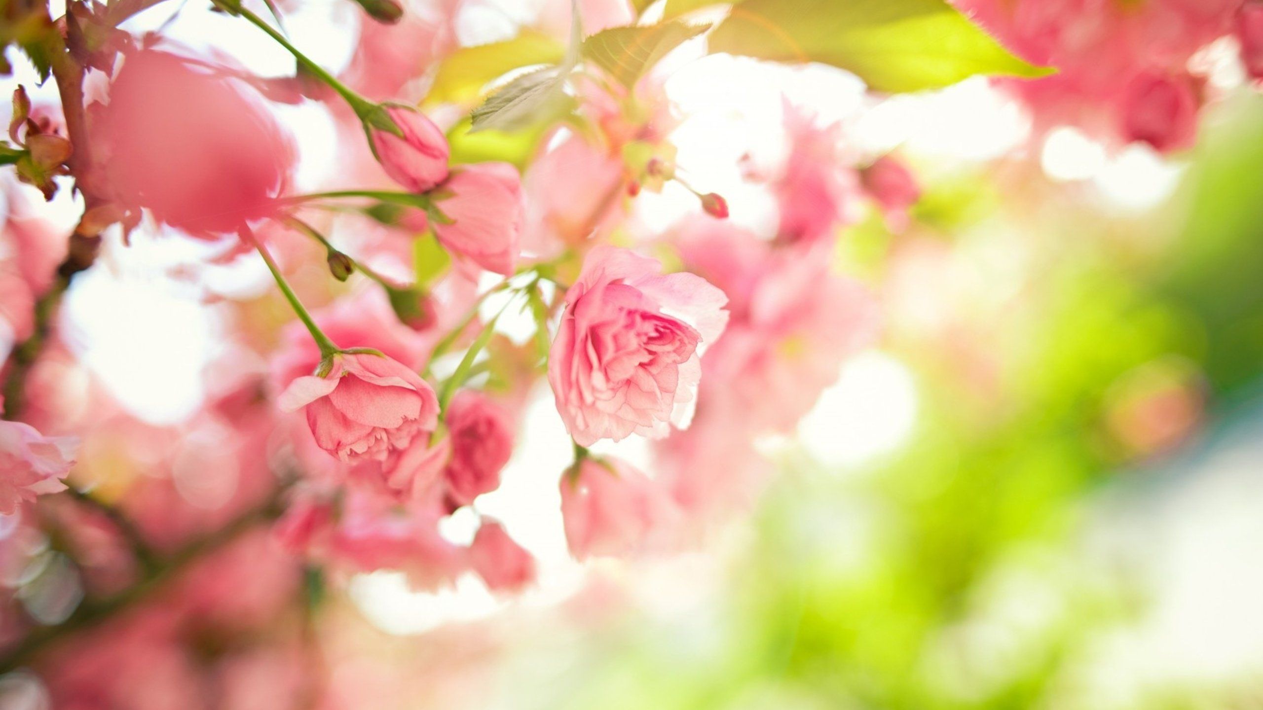 Little Spring Flowers Wallpapers Wallpaper Cave