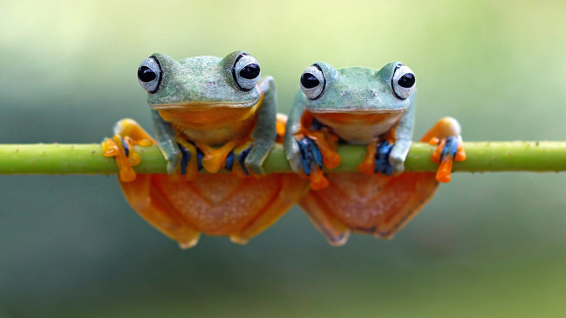 Animals 2021 Wallpapers Wallpaper Cave