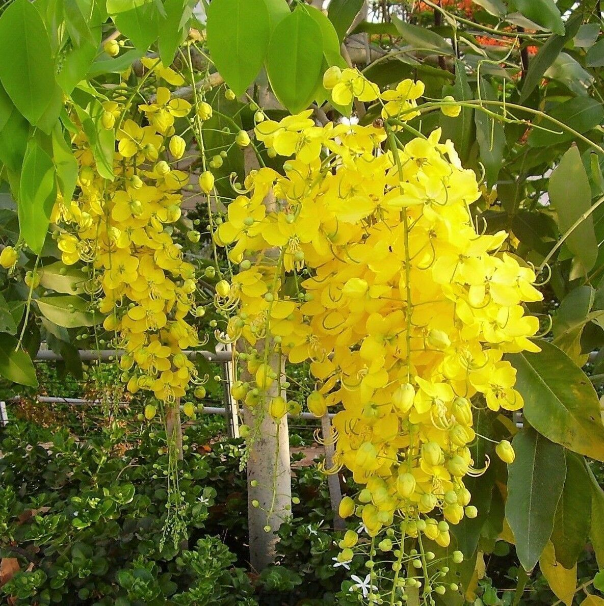 Cassia Fistula Wallpapers Wallpaper Cave