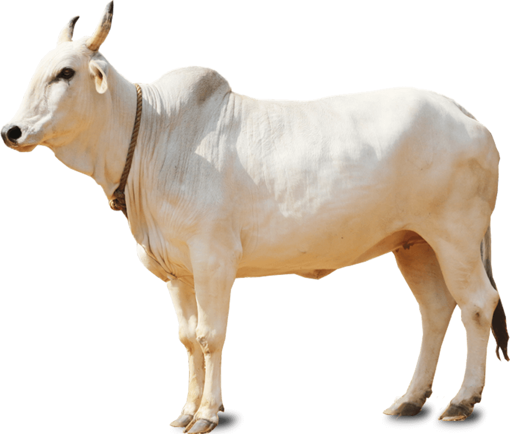 Indian Cow Wallpapers Wallpaper Cave