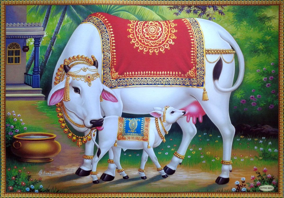 Indian Cow Wallpapers Wallpaper Cave