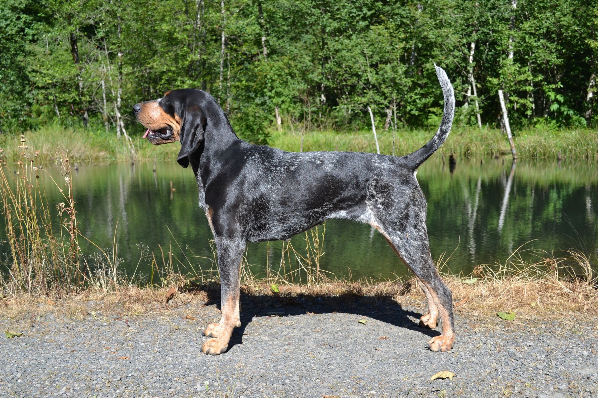Bluetick Coonhound Wallpapers Wallpaper Cave