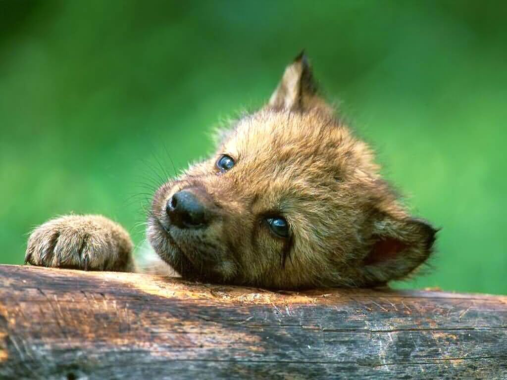 Cute Baby Wolf Wallpapers Wallpaper Cave