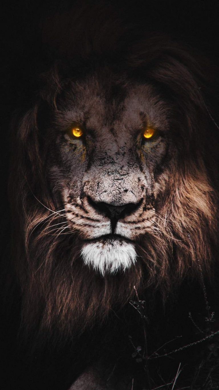 Lion Eyes Wallpapers Wallpaper Cave