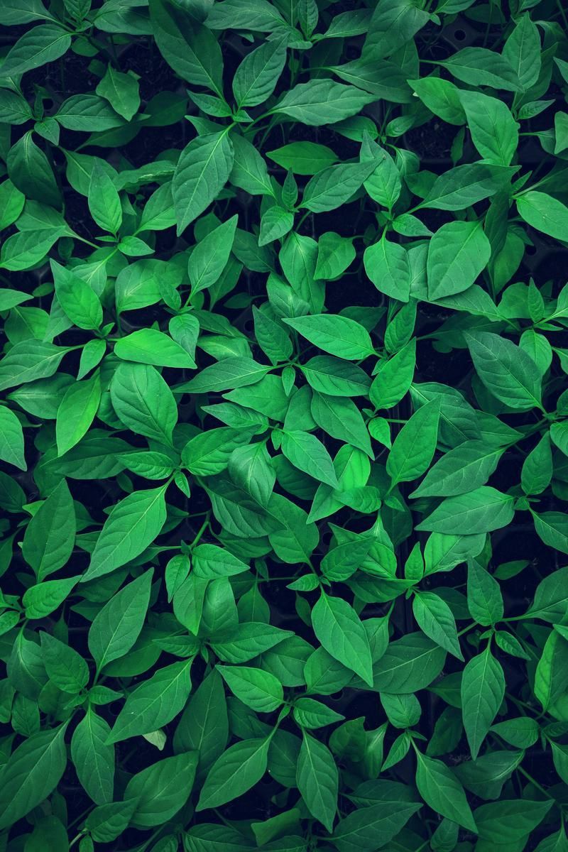 Green Nature Mobile 4k Wallpapers Wallpaper Cave