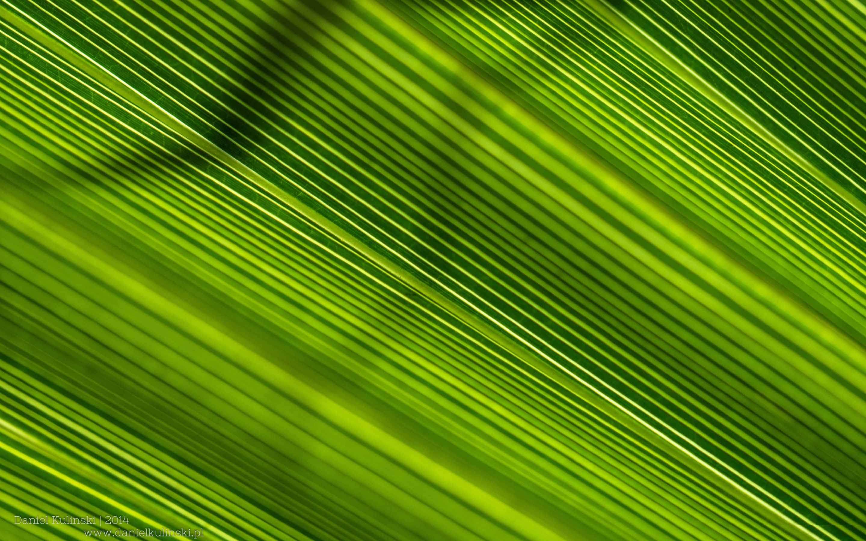 Greens 4k Wallpapers Wallpaper Cave