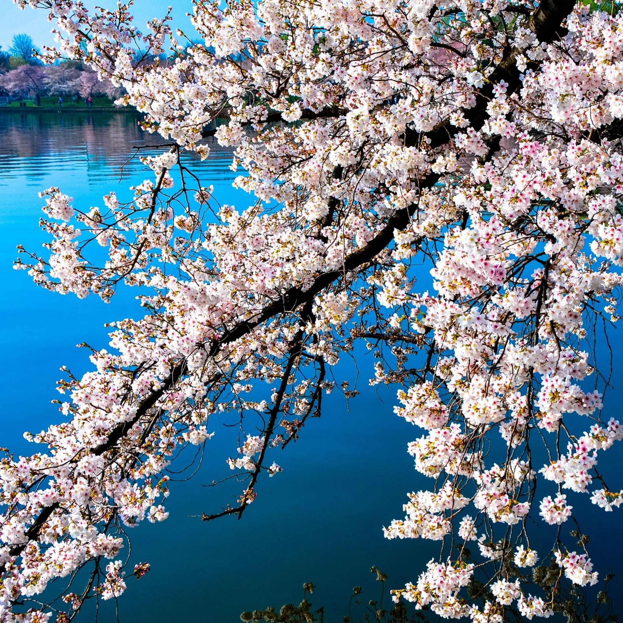 Spring Time iPad Wallpapers Wallpaper Cave