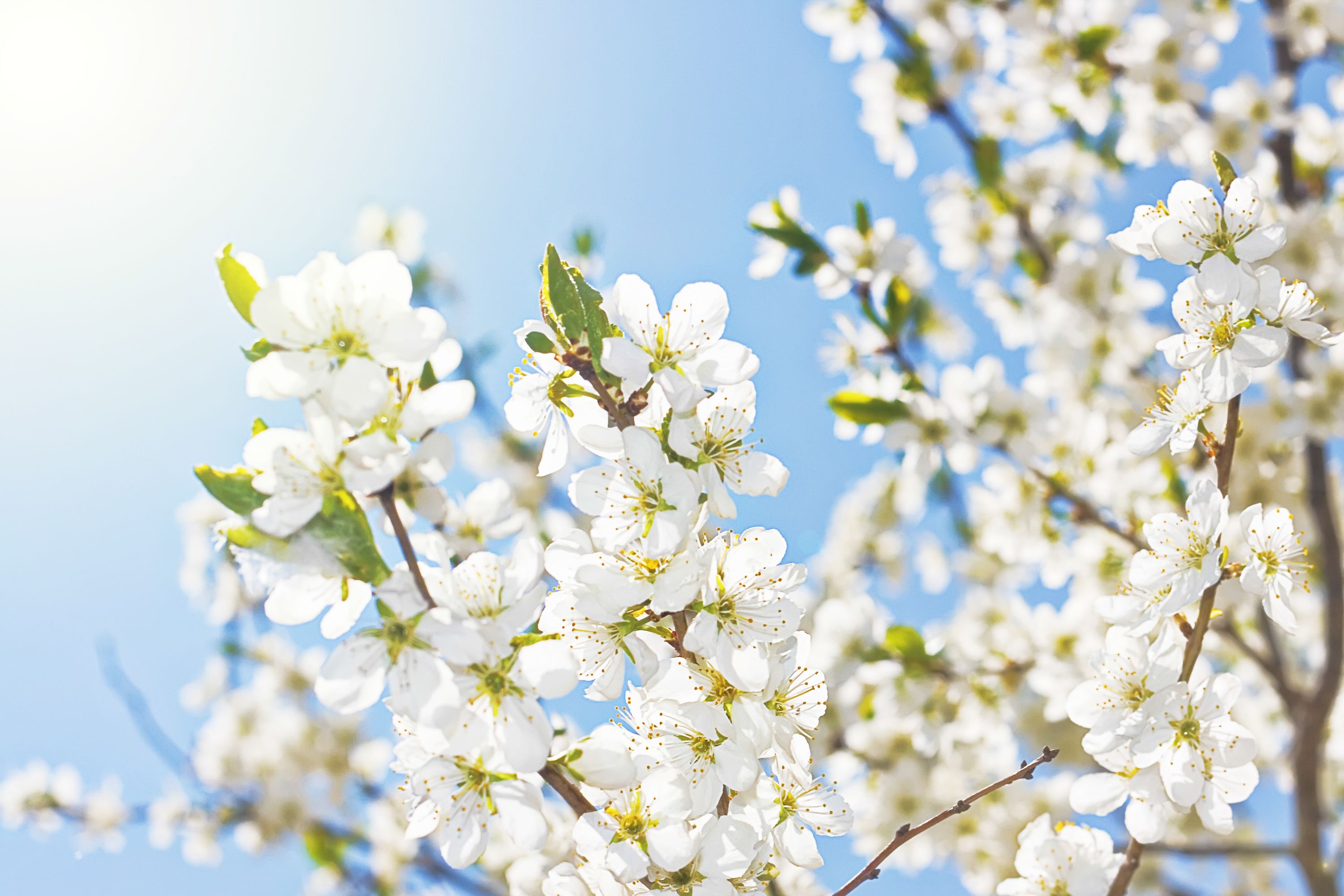 Spring White Flowers Wallpapers Wallpaper Cave