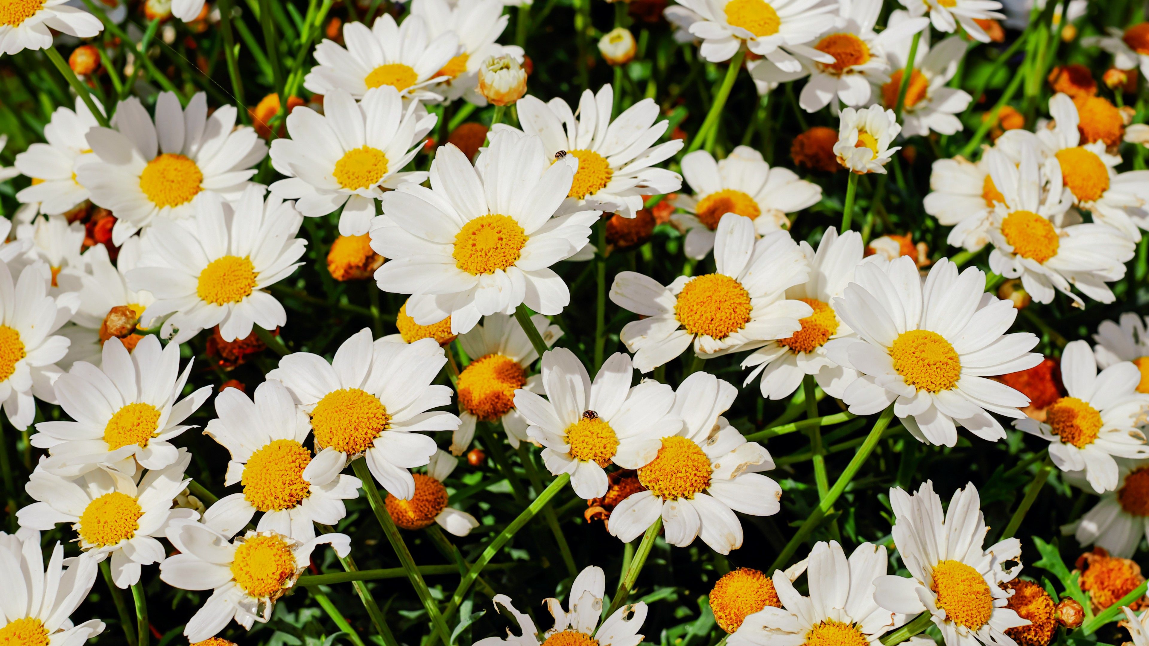 4k Flower Daisy Wallpapers Wallpaper Cave
