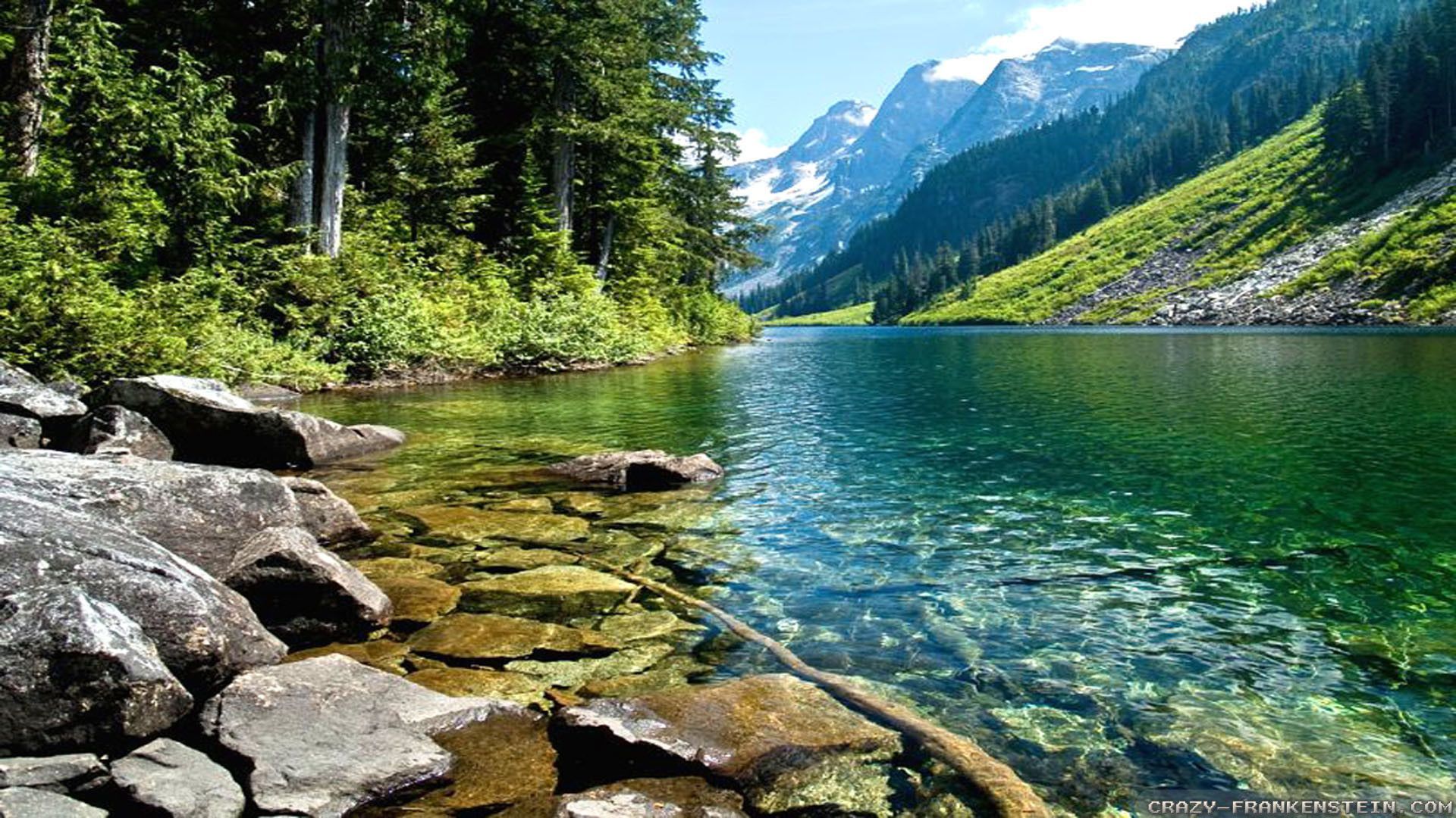 Forest Spring Water Wallpapers Wallpaper Cave