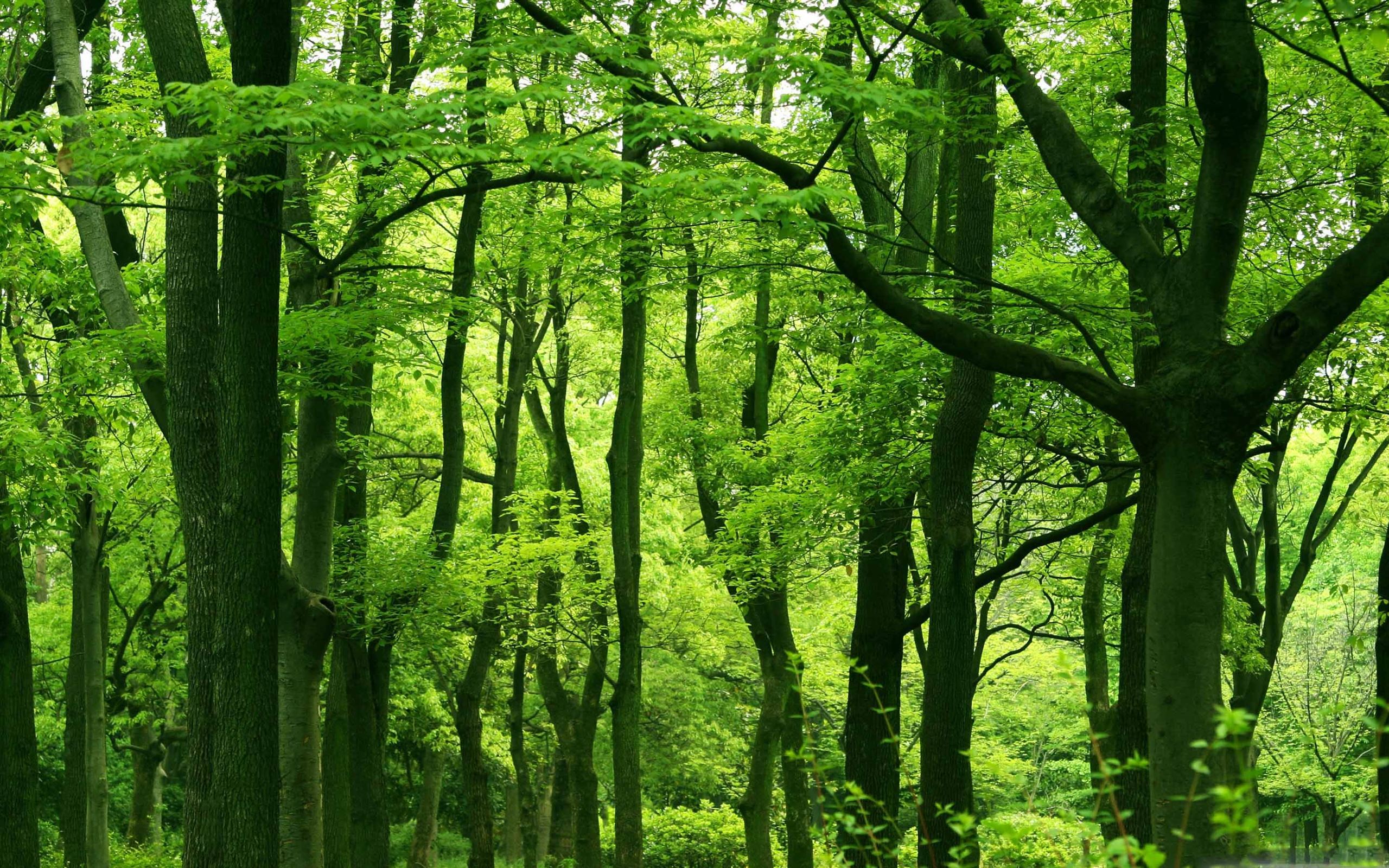 Green Macbook Wallpapers Wallpaper Cave