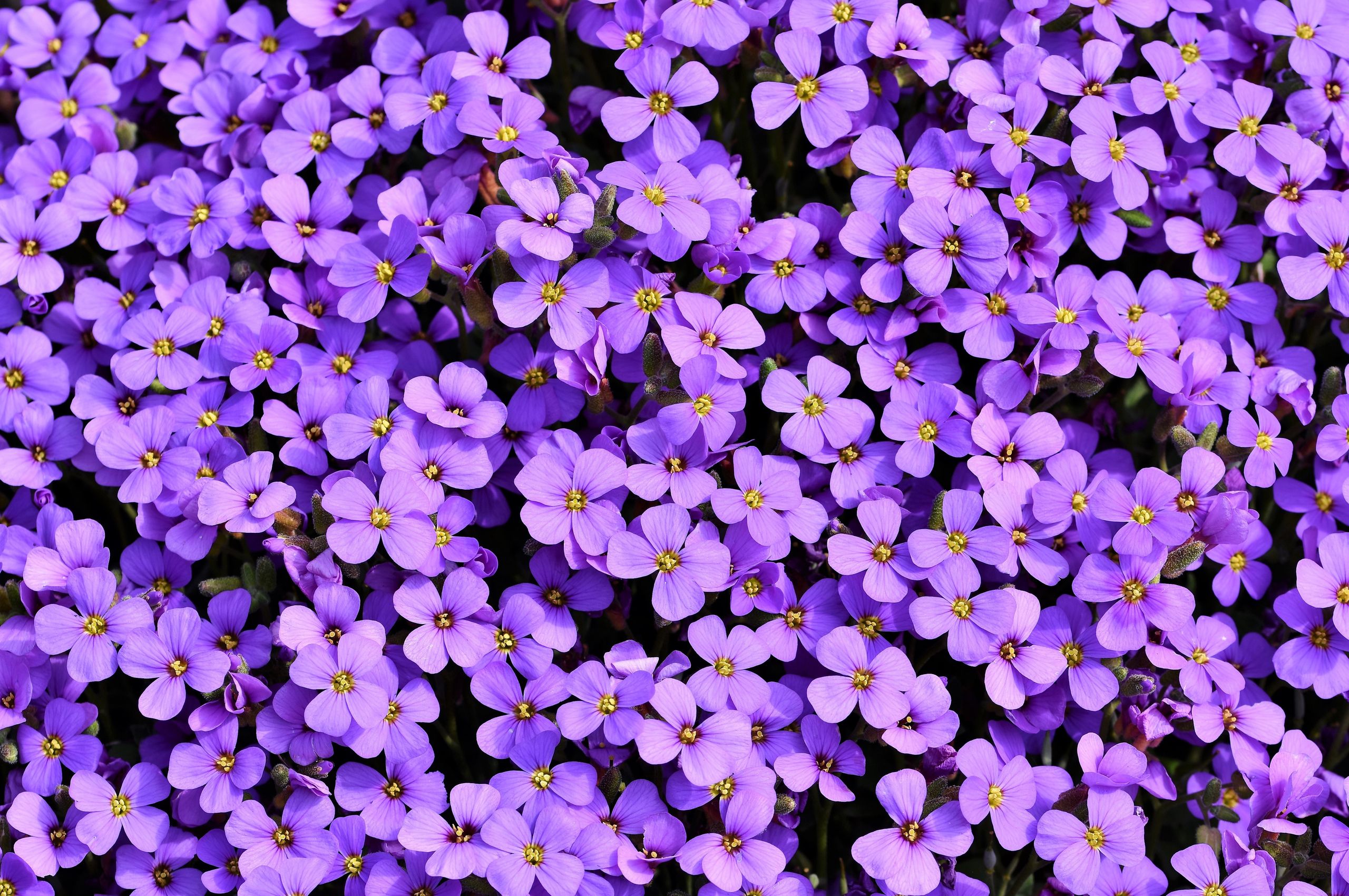 4k Purple Flowers Wallpapers Wallpaper Cave