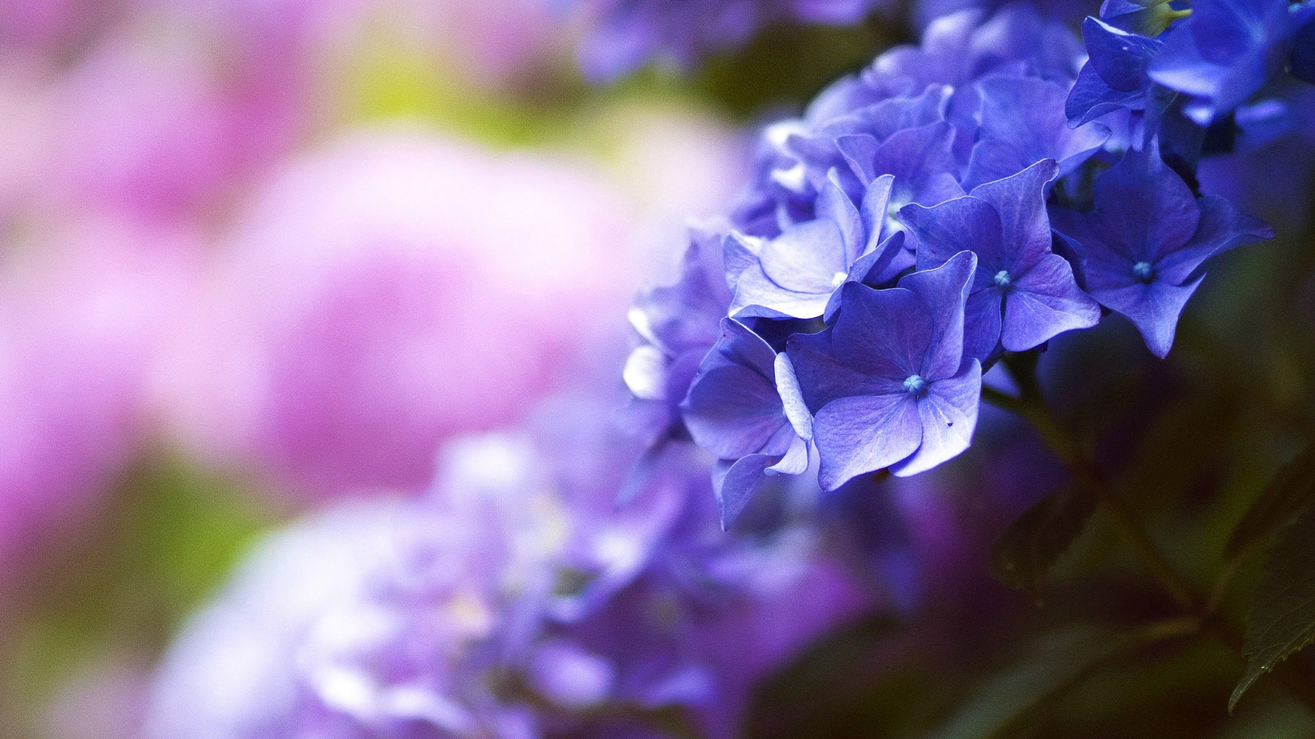 4k Purple Flowers Wallpapers Wallpaper Cave