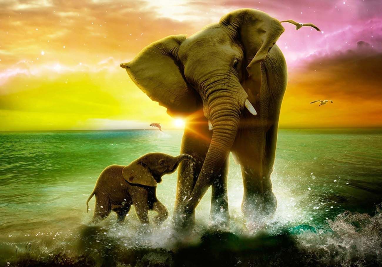 Elephant Mother And Child Wallpapers Wallpaper Cave