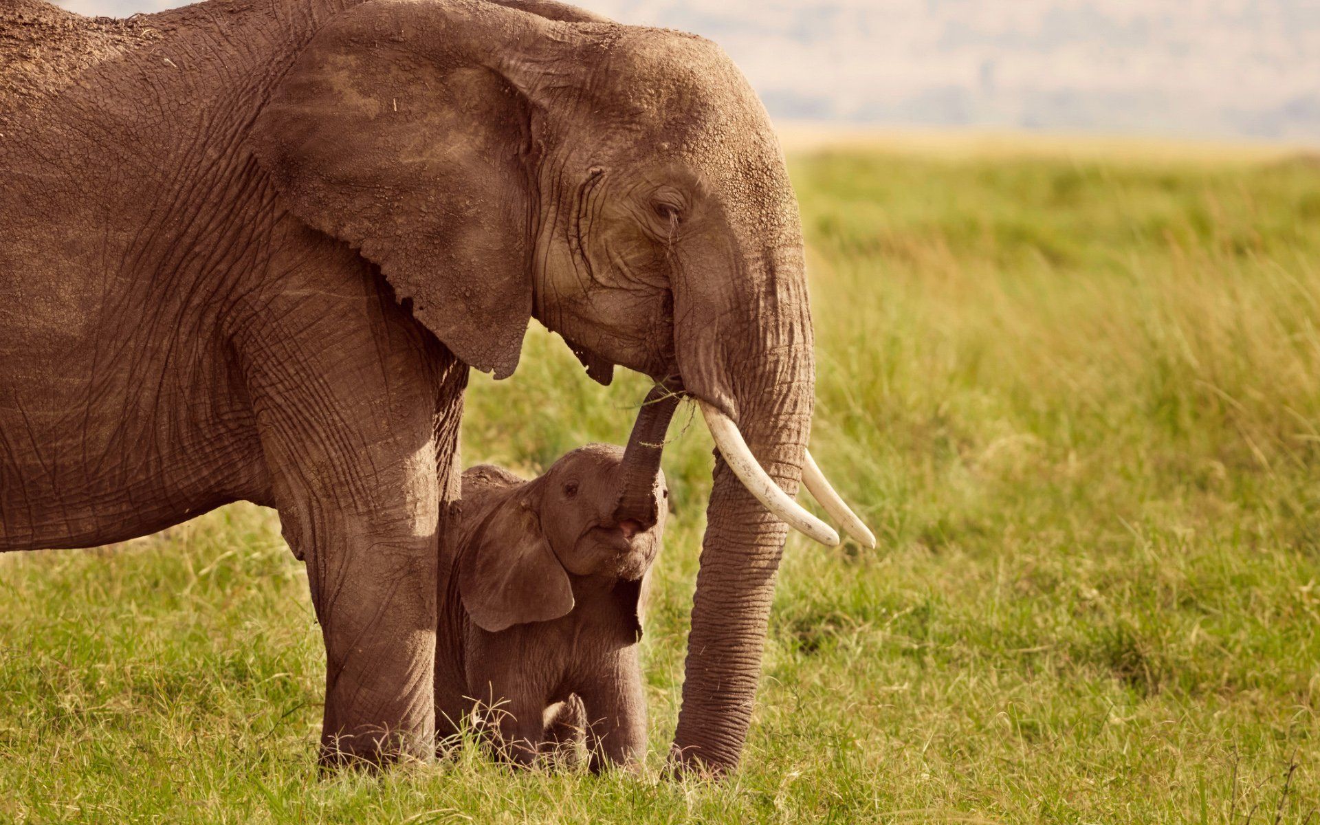 Baby Elephant And Mother Wallpaper