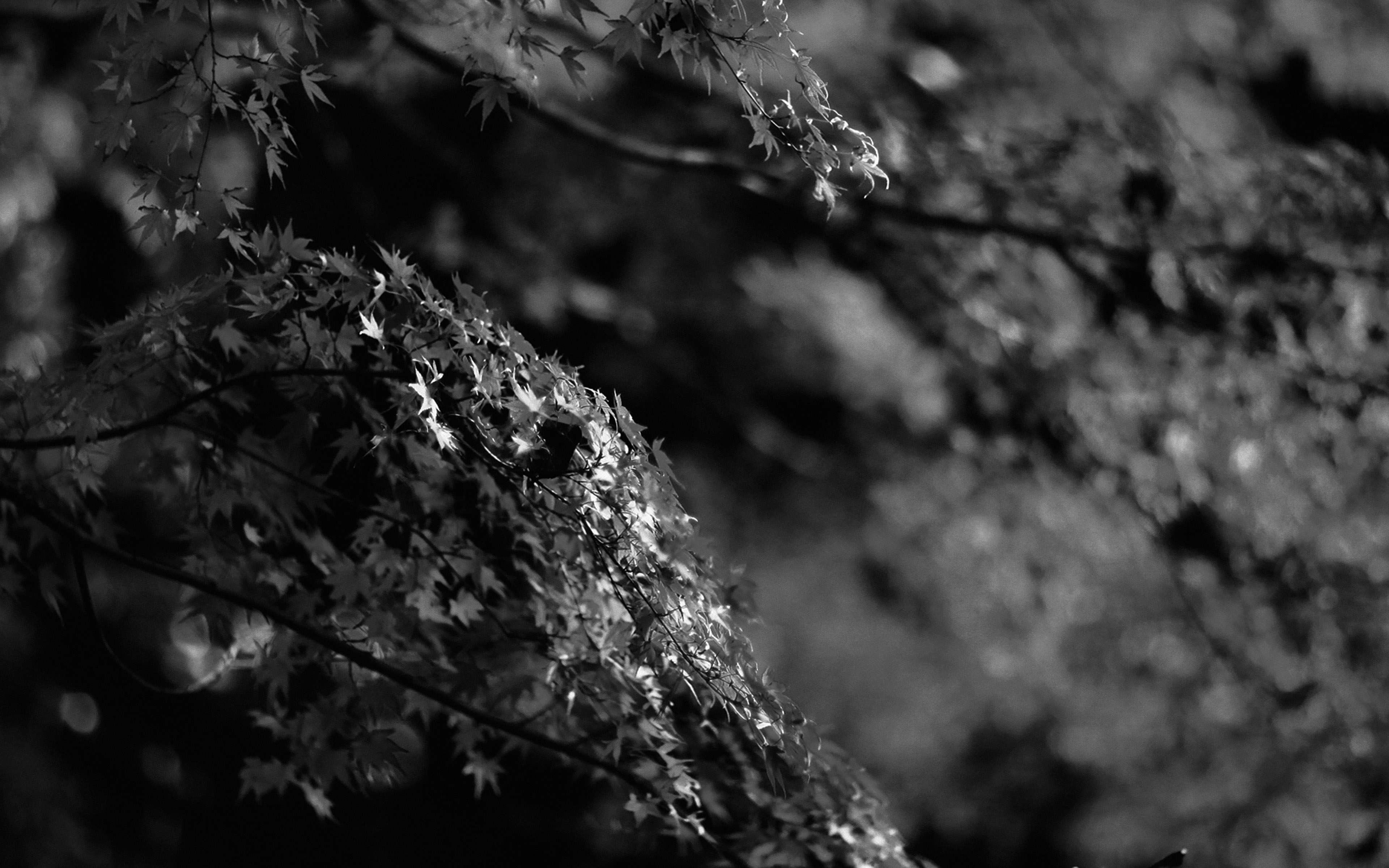 Japanese Black And White 4k Wallpapers Wallpaper Cave