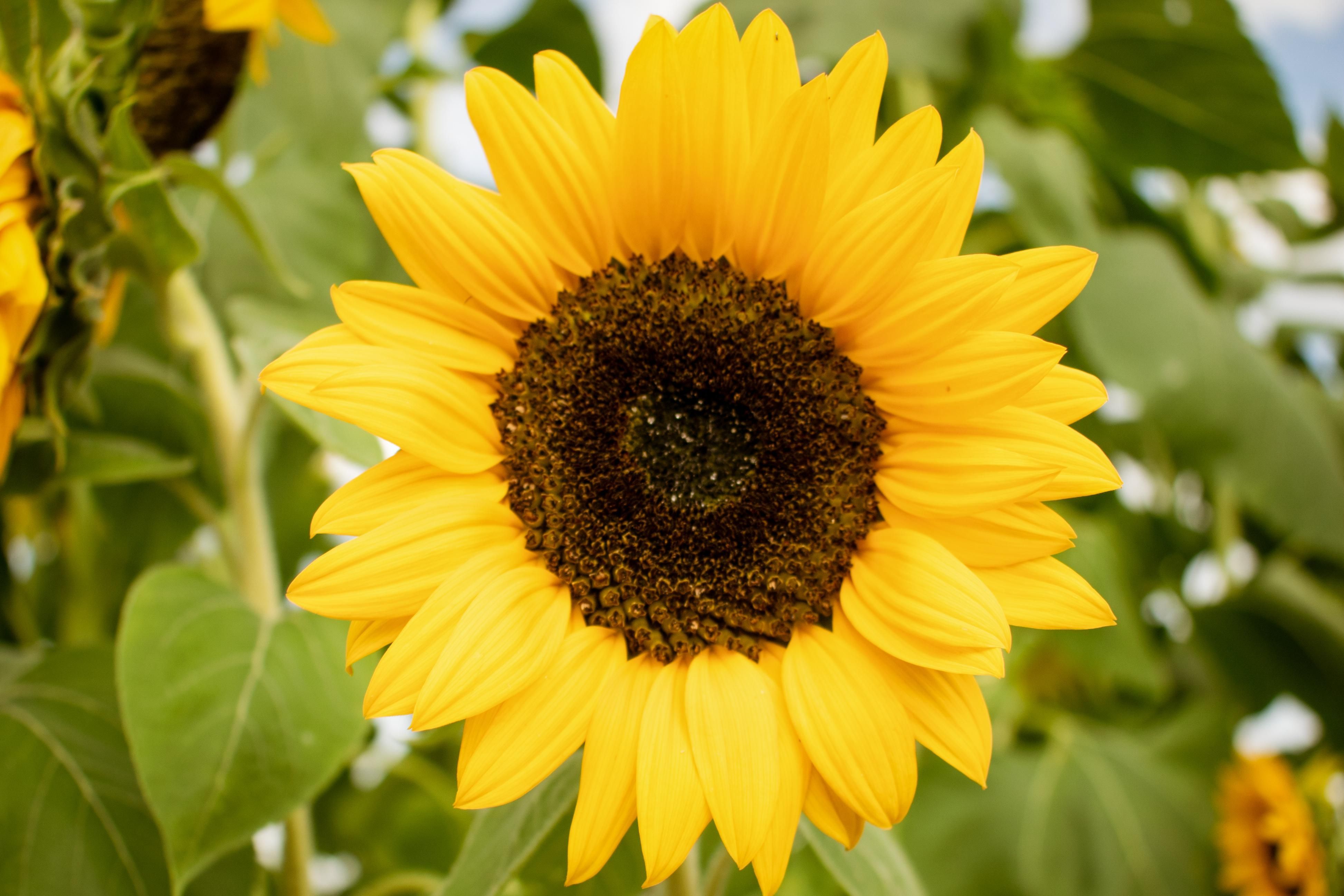 Sunflower 4k Wallpapers Wallpaper Cave