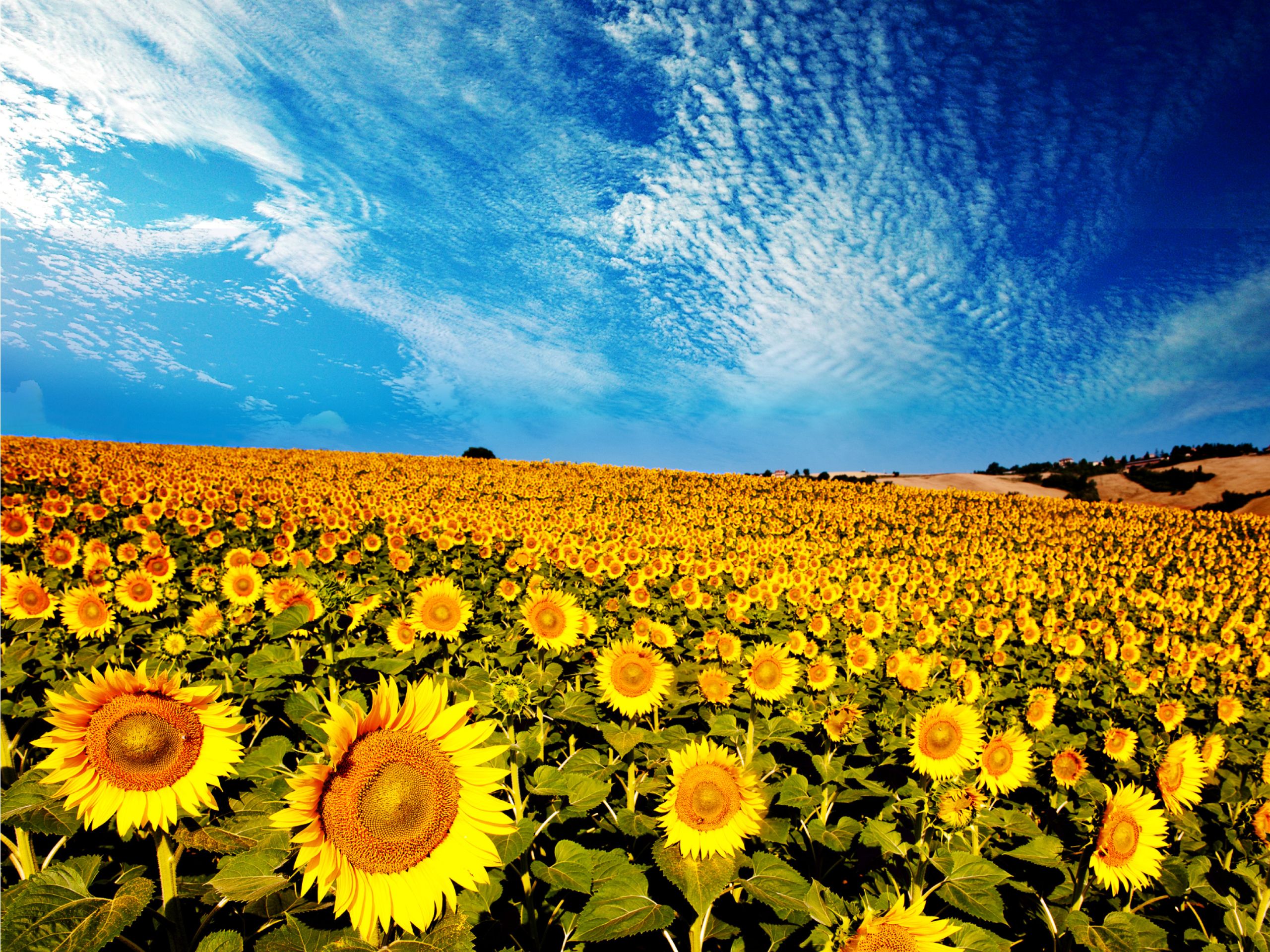 Sunflower 4k Wallpapers Wallpaper Cave