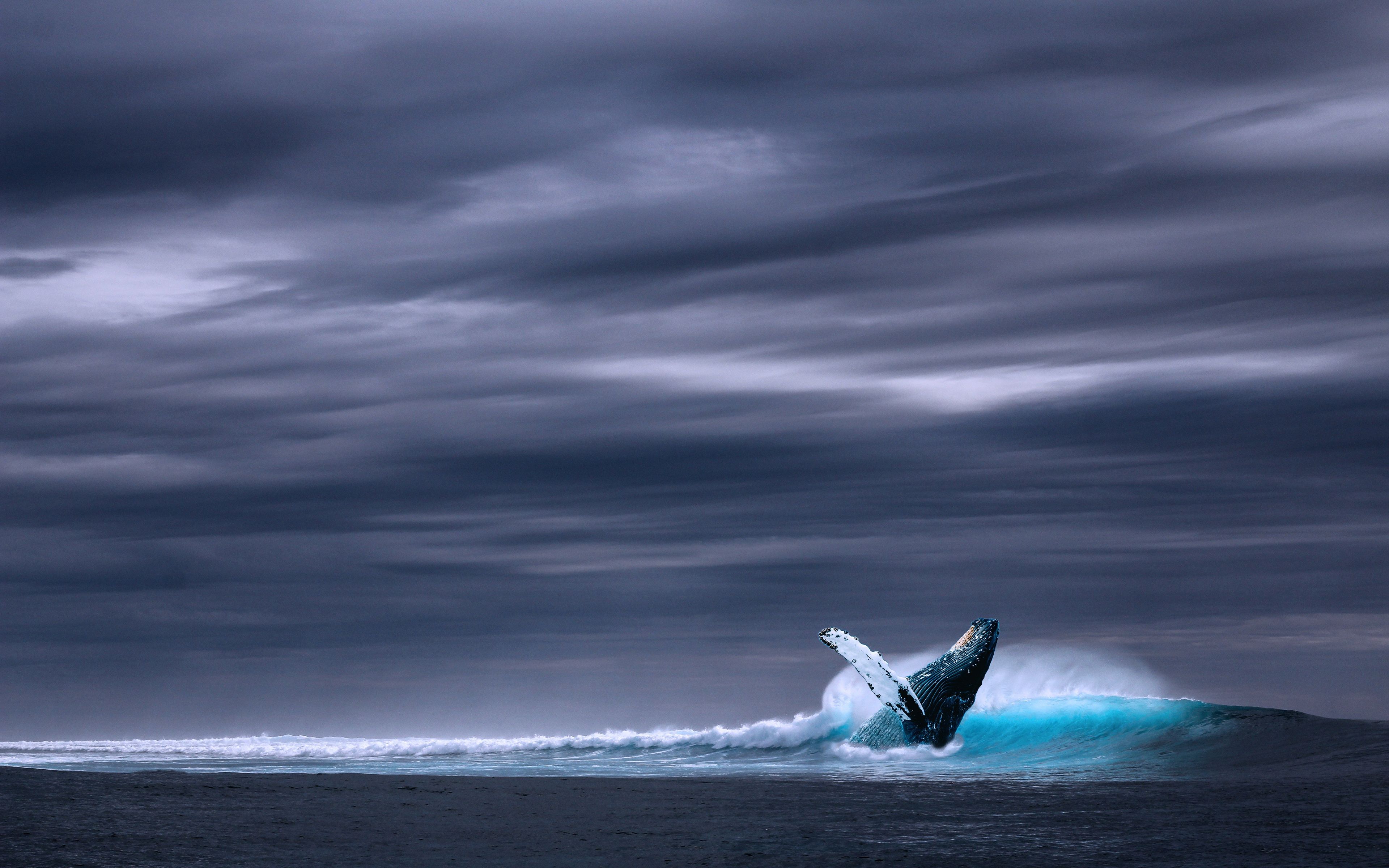 Whale 4k Wallpapers Wallpaper Cave