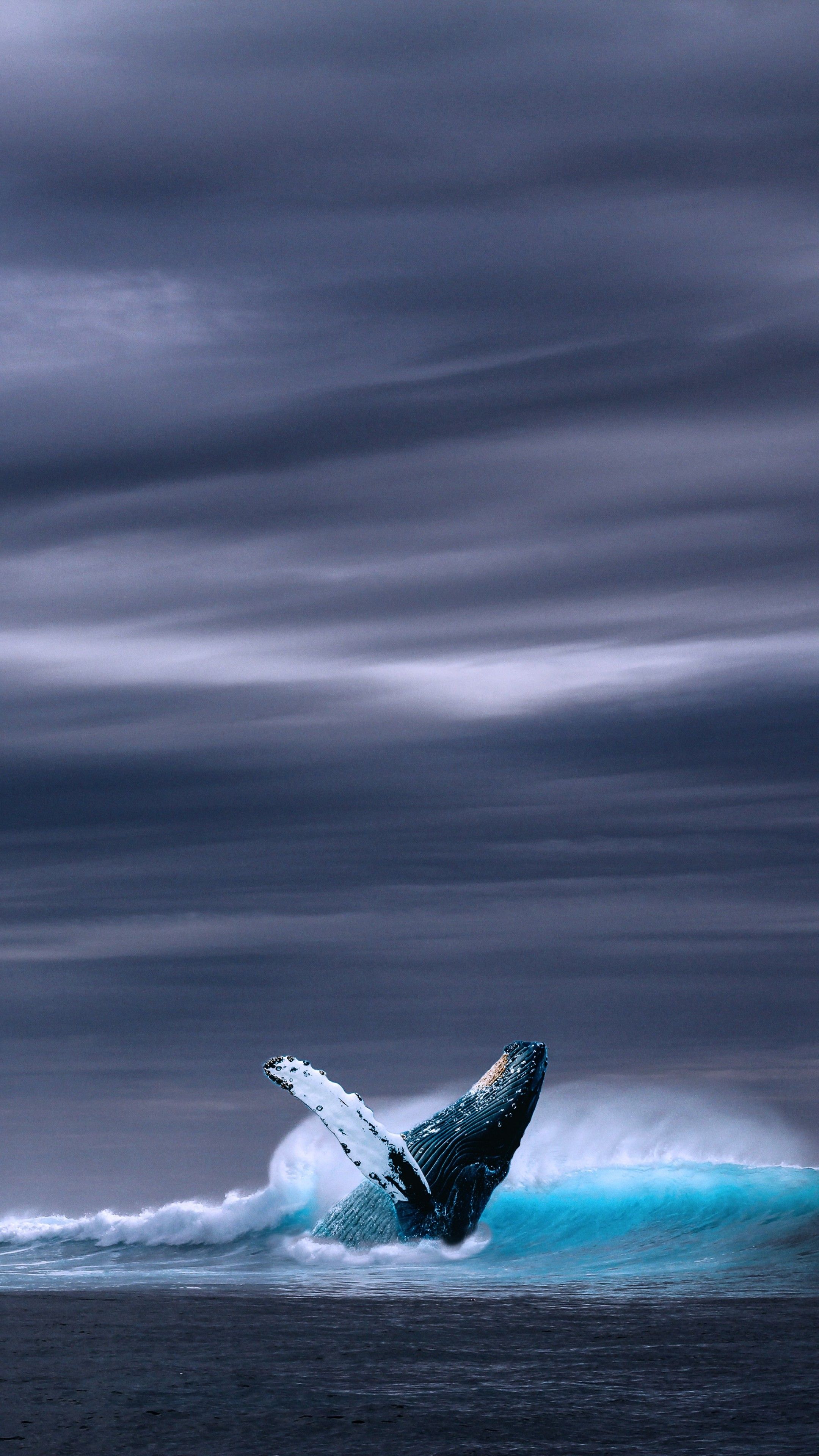 Whale Phone Wallpaper