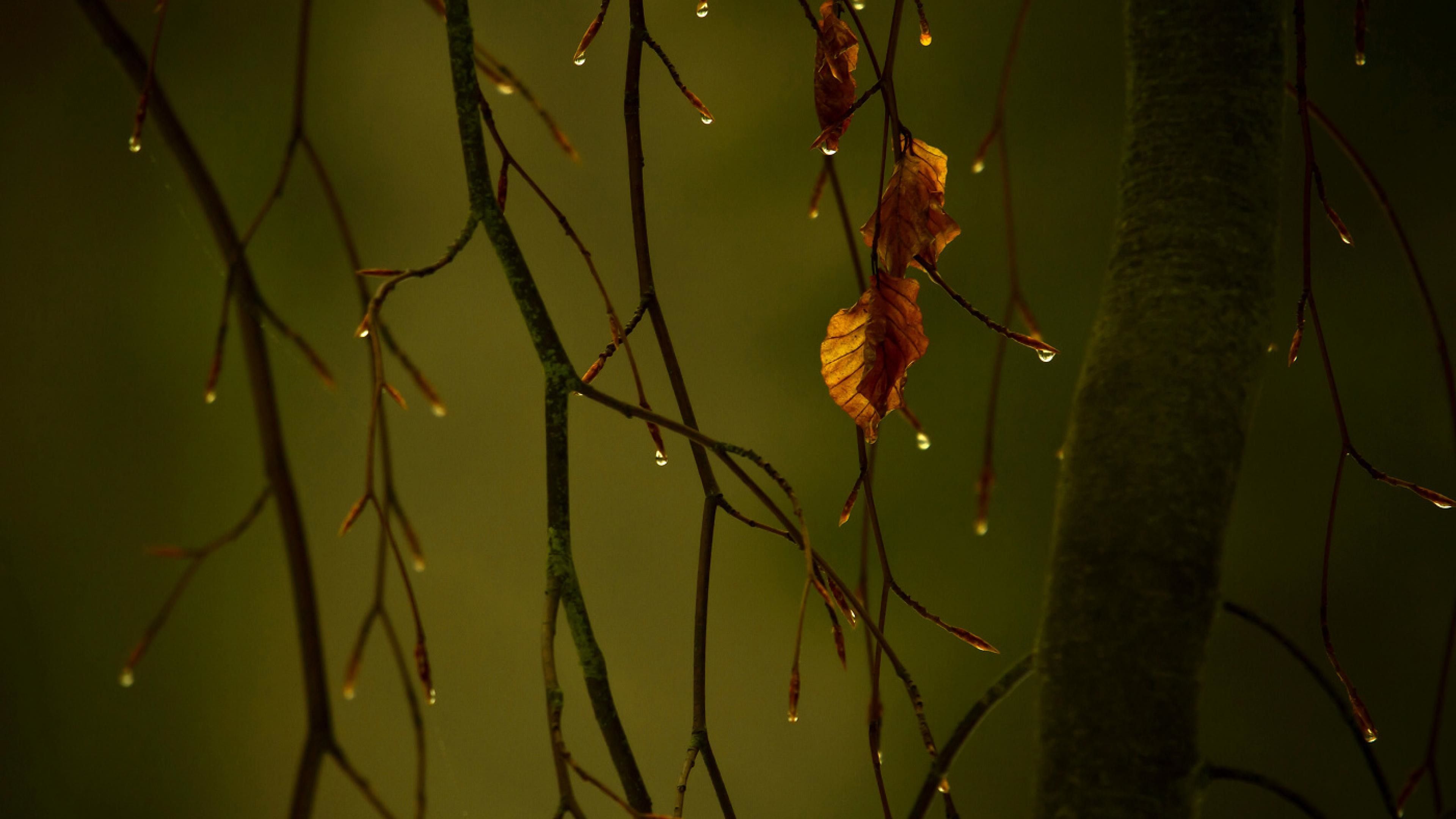 Rainy Nature 4k Wallpapers Wallpaper Cave