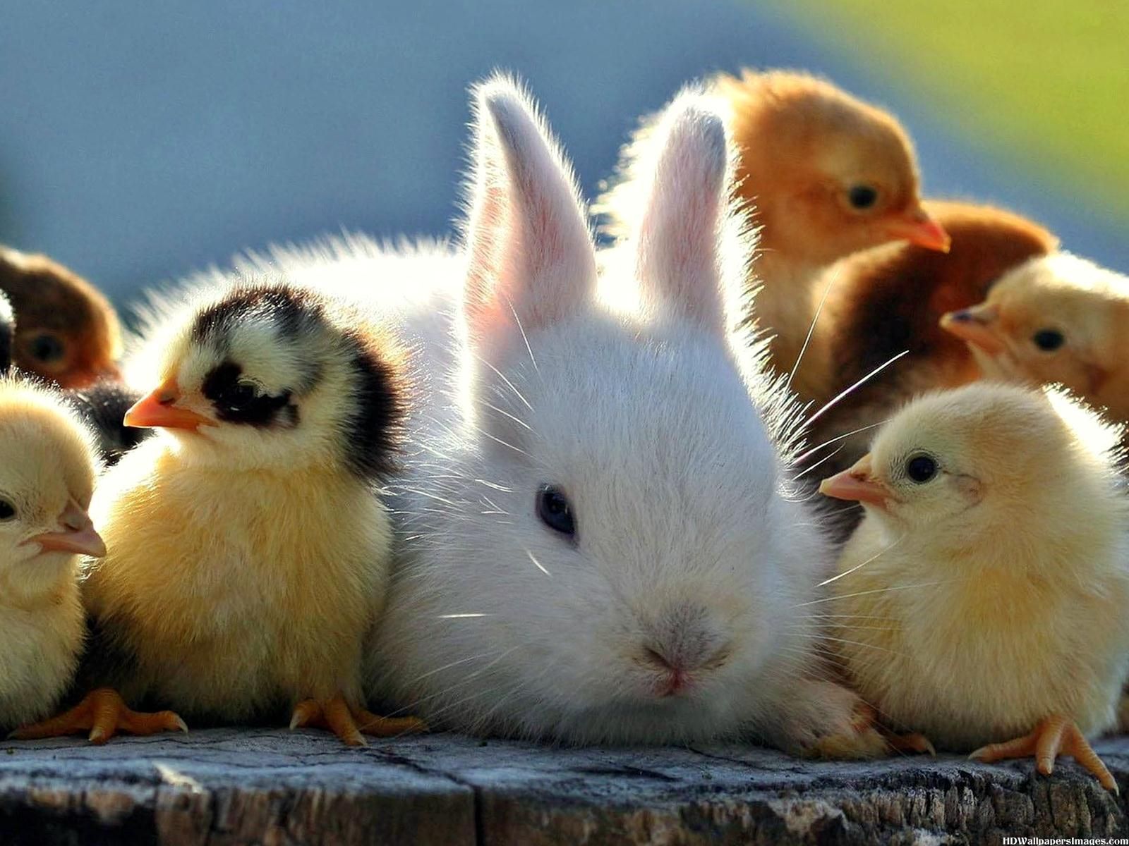 Bunnies And Chickens Wallpapers Wallpaper Cave