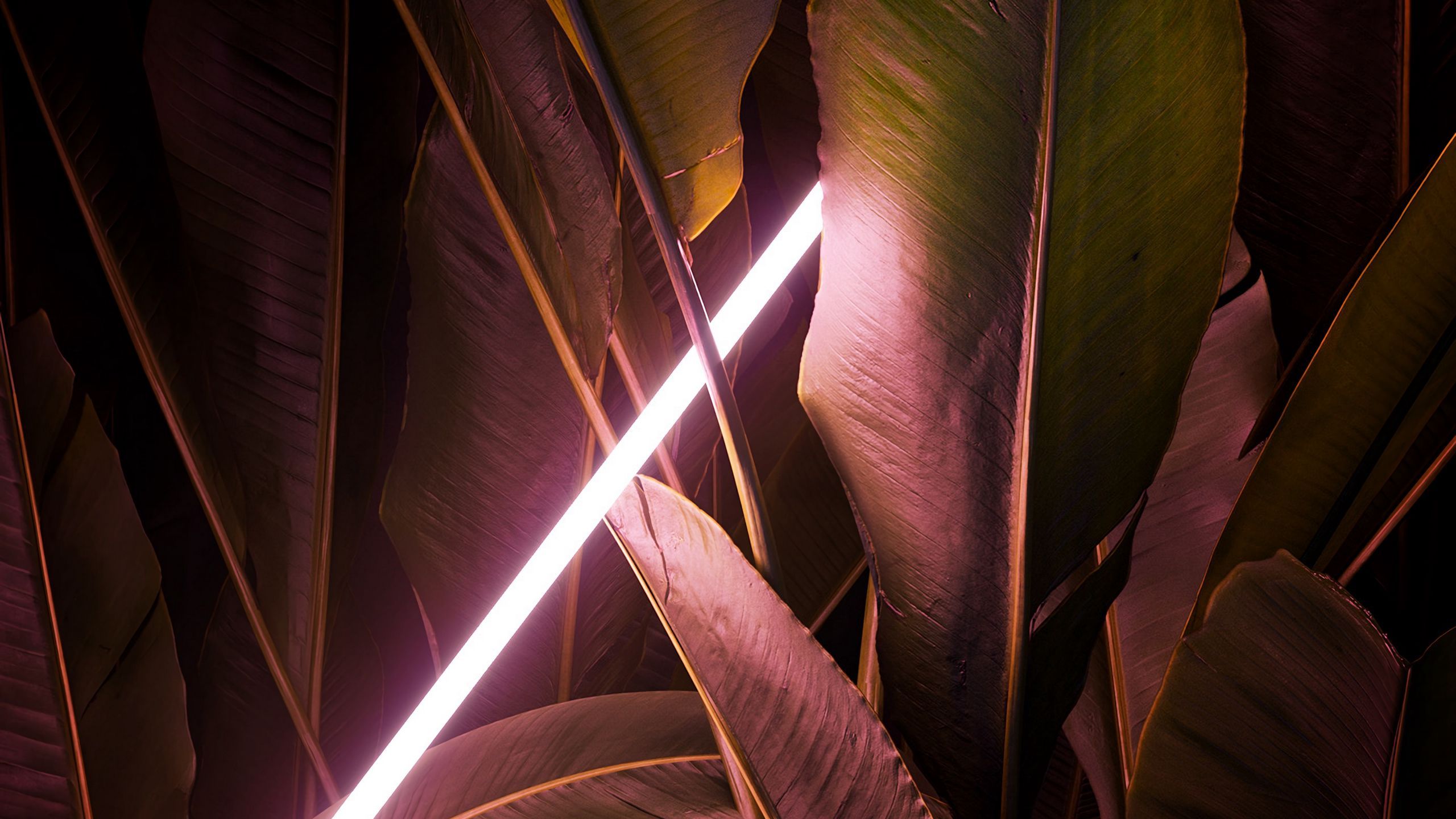 Neon Leaves Wallpapers Wallpaper Cave