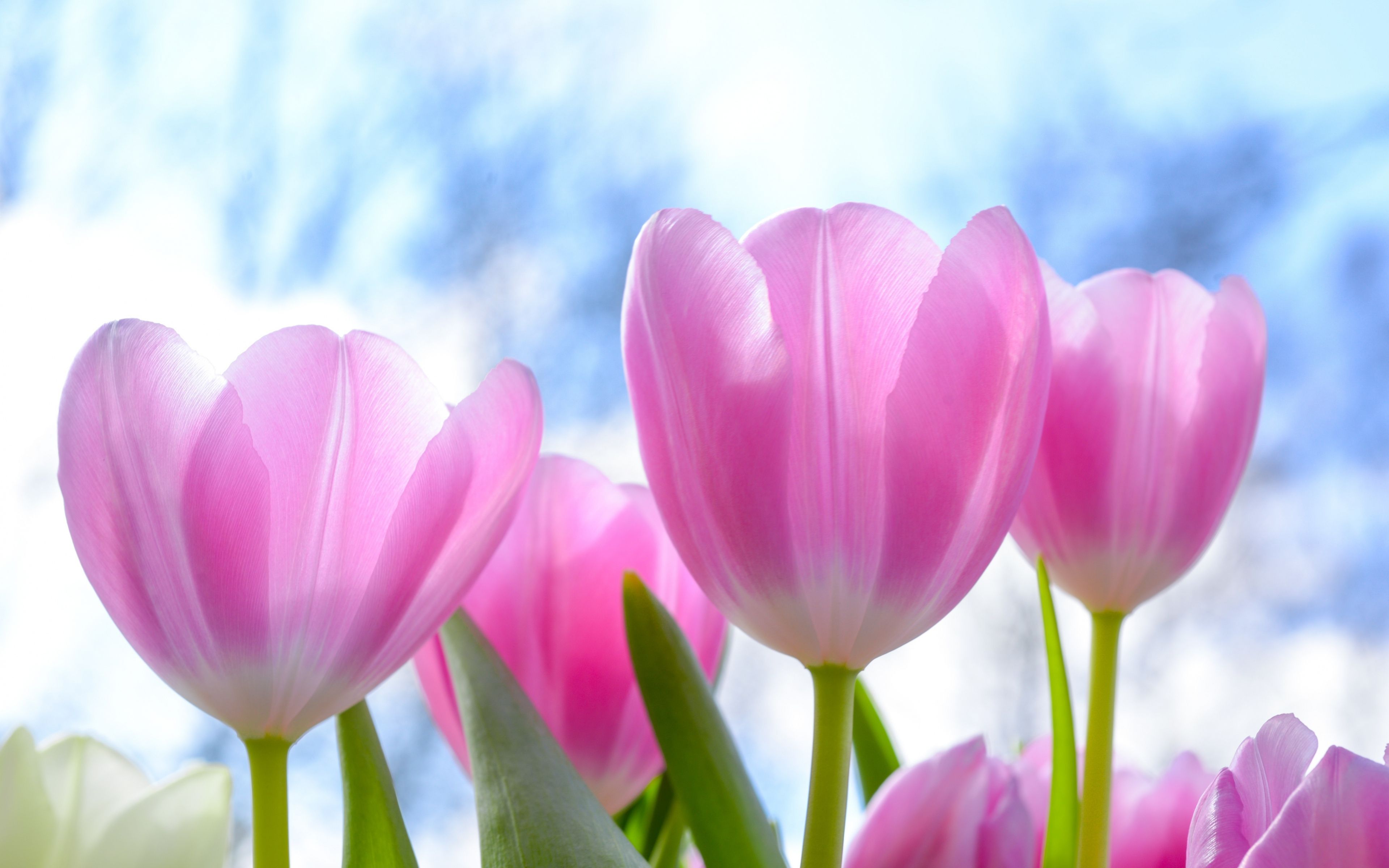 Tulips Flower 4k Wallpapers Wallpaper Cave
