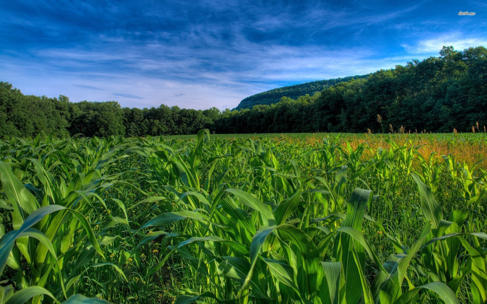 Corn Fields Wallpapers Wallpaper Cave