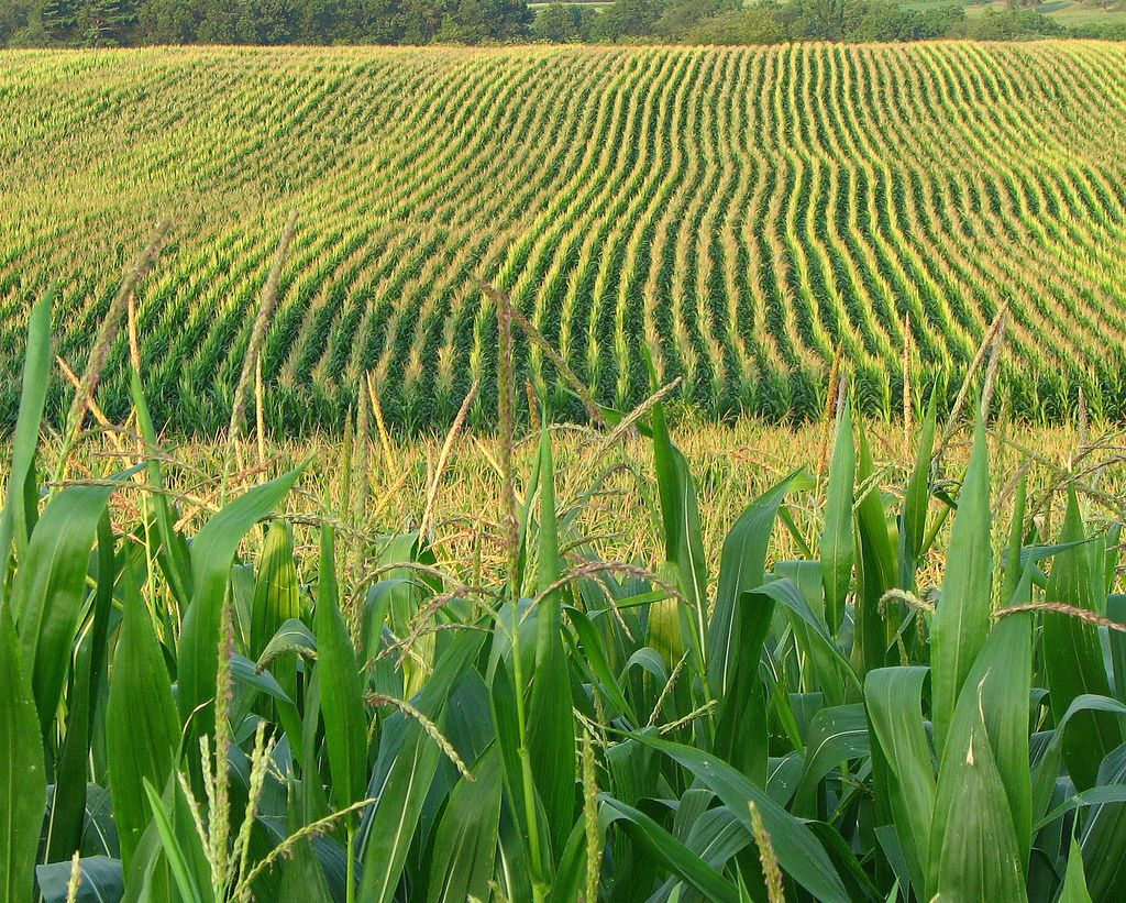 Corn Fields Wallpapers Wallpaper Cave