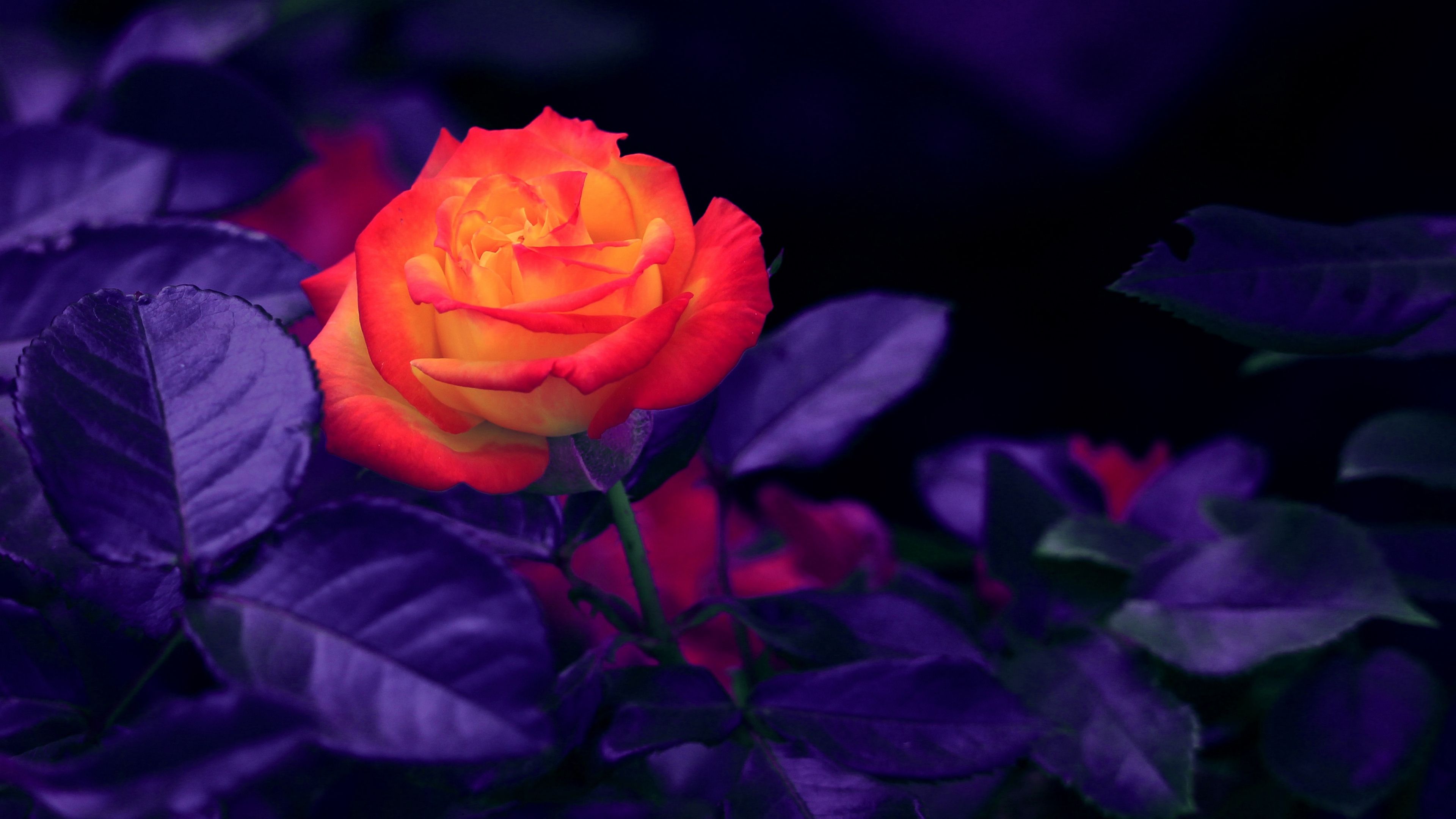Roses 4k HD Wallpapers Wallpaper Cave