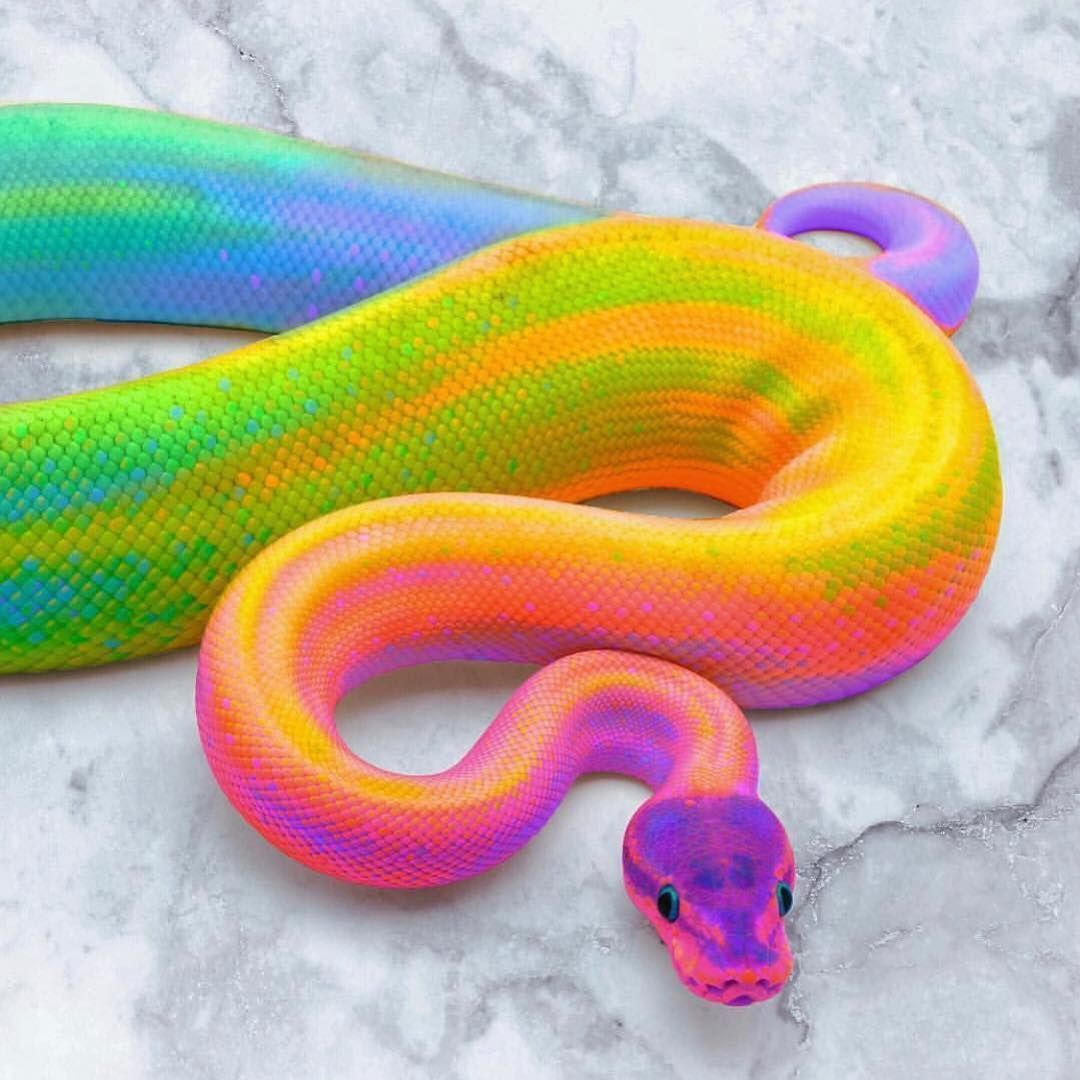 Rainbow Snake Wallpapers Wallpaper Cave