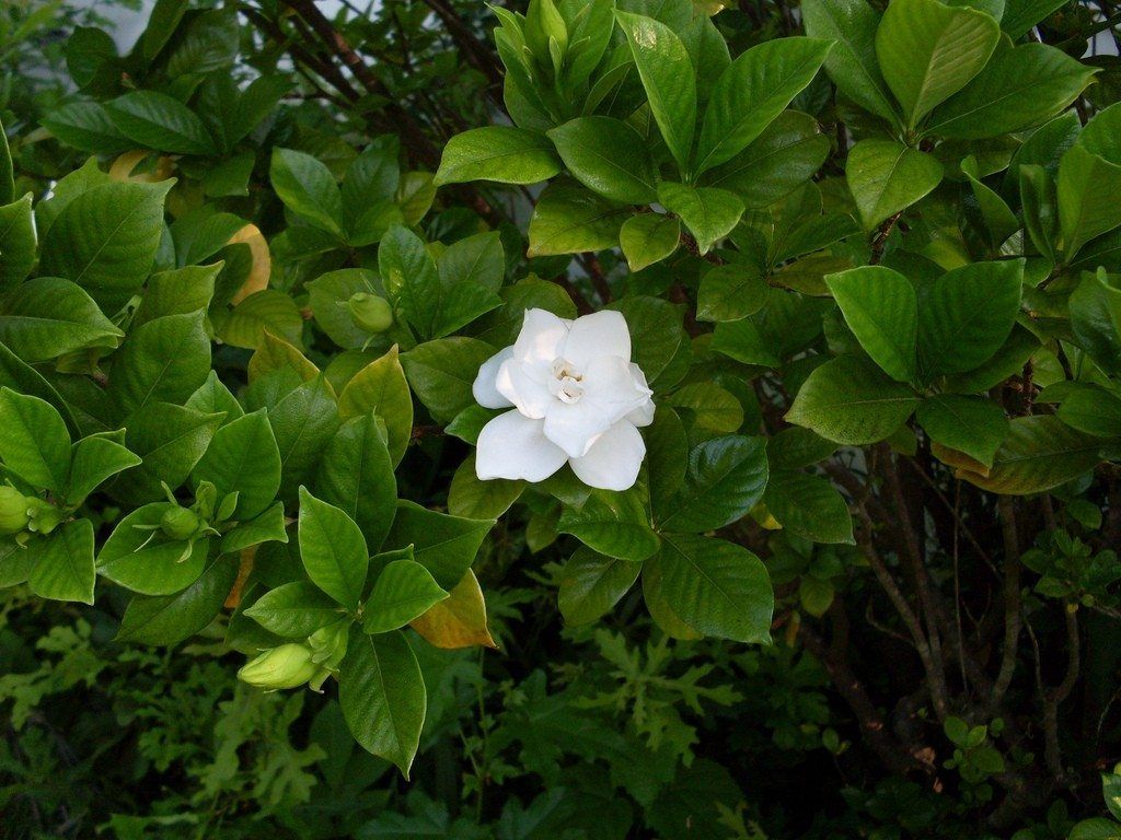 Gardenia Flower Wallpapers Wallpaper Cave