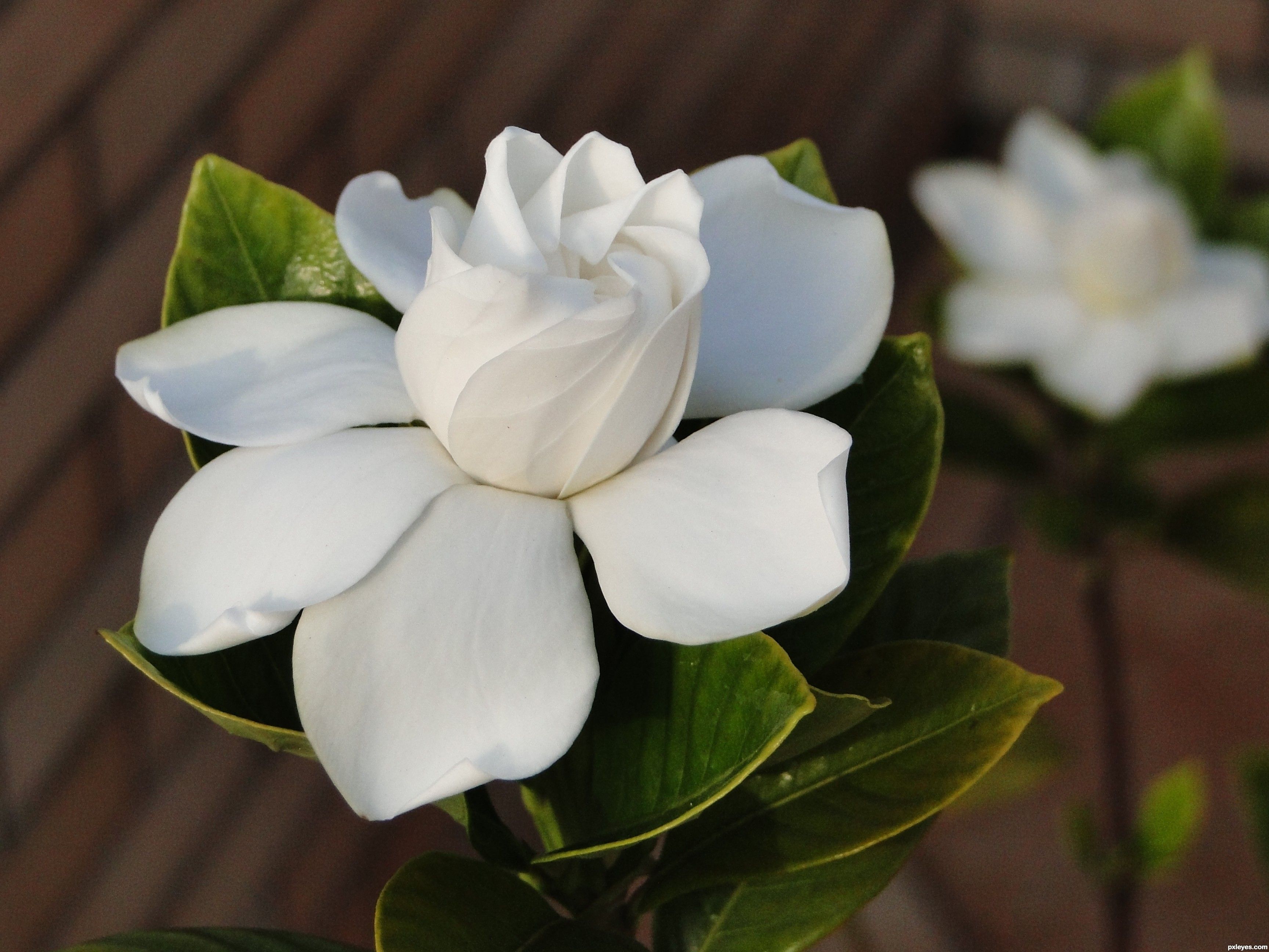 Gardenia Flower Wallpapers Wallpaper Cave