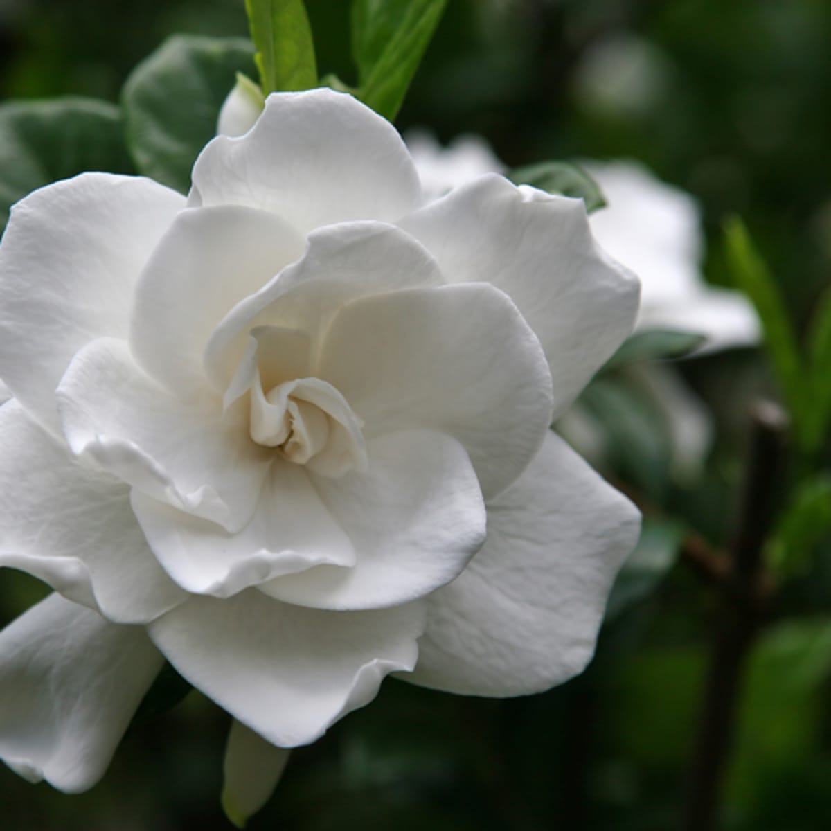 Gardenia Flower Wallpapers Wallpaper Cave