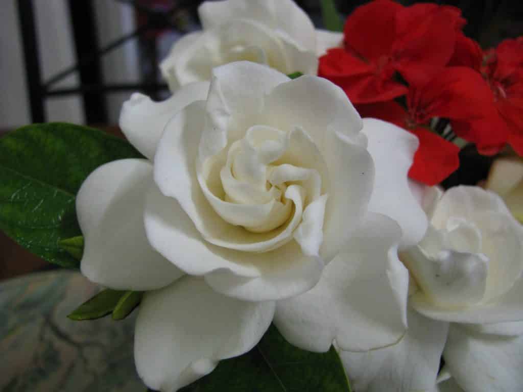 Gardenia Flower Wallpapers Wallpaper Cave