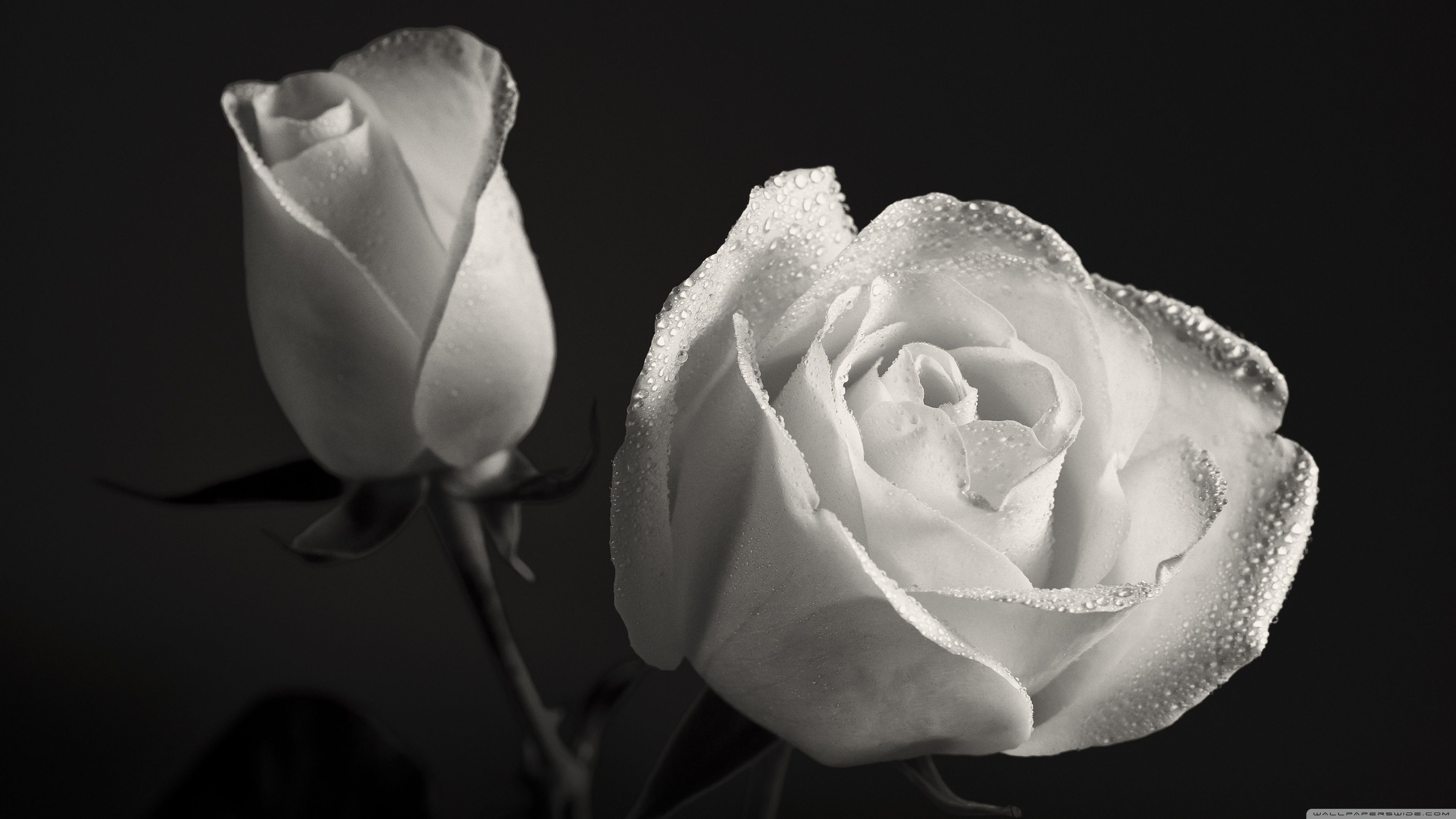 White Rose 4k HD Wallpapers Wallpaper Cave
