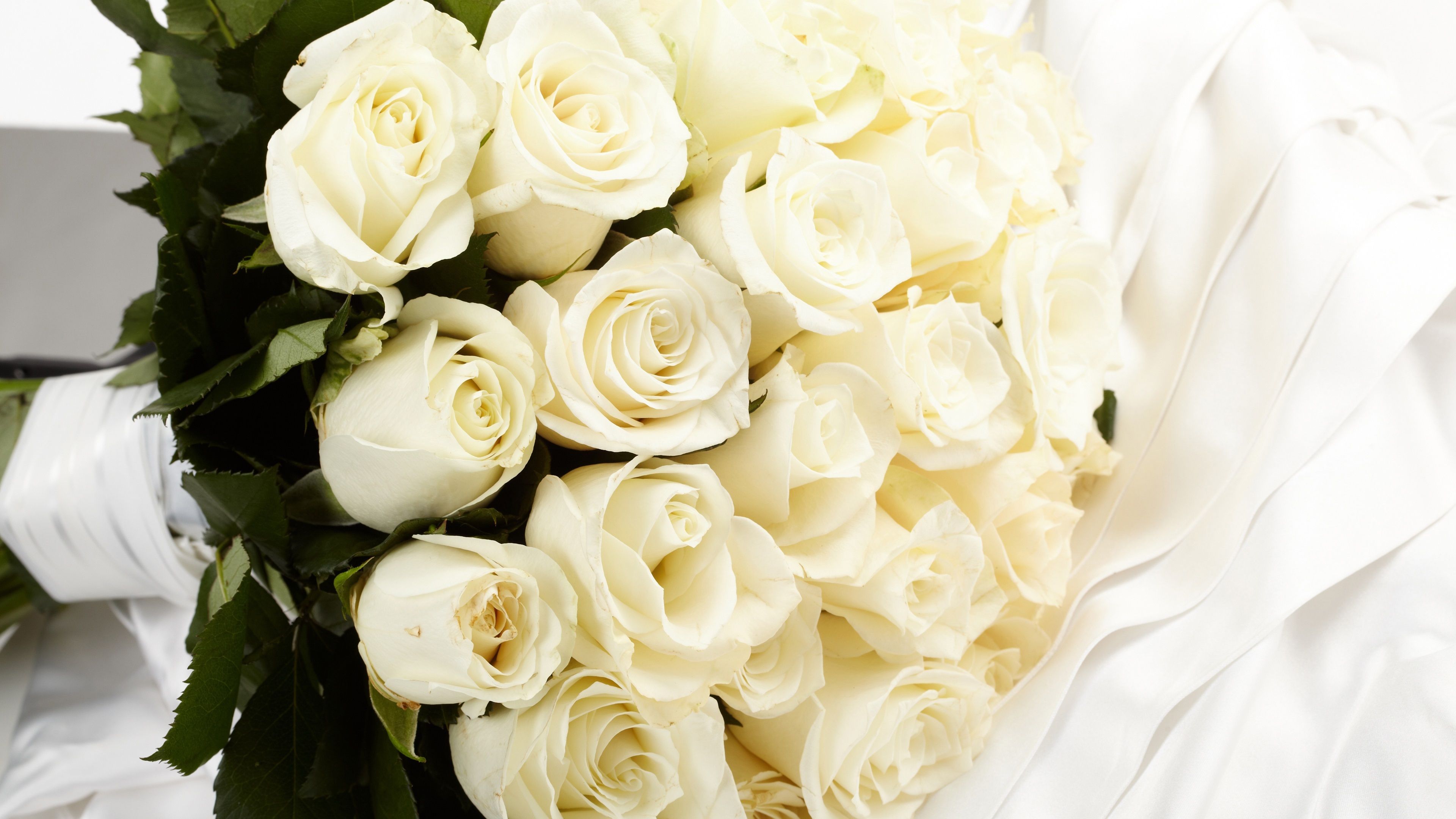 White Rose 4k HD Wallpapers Wallpaper Cave