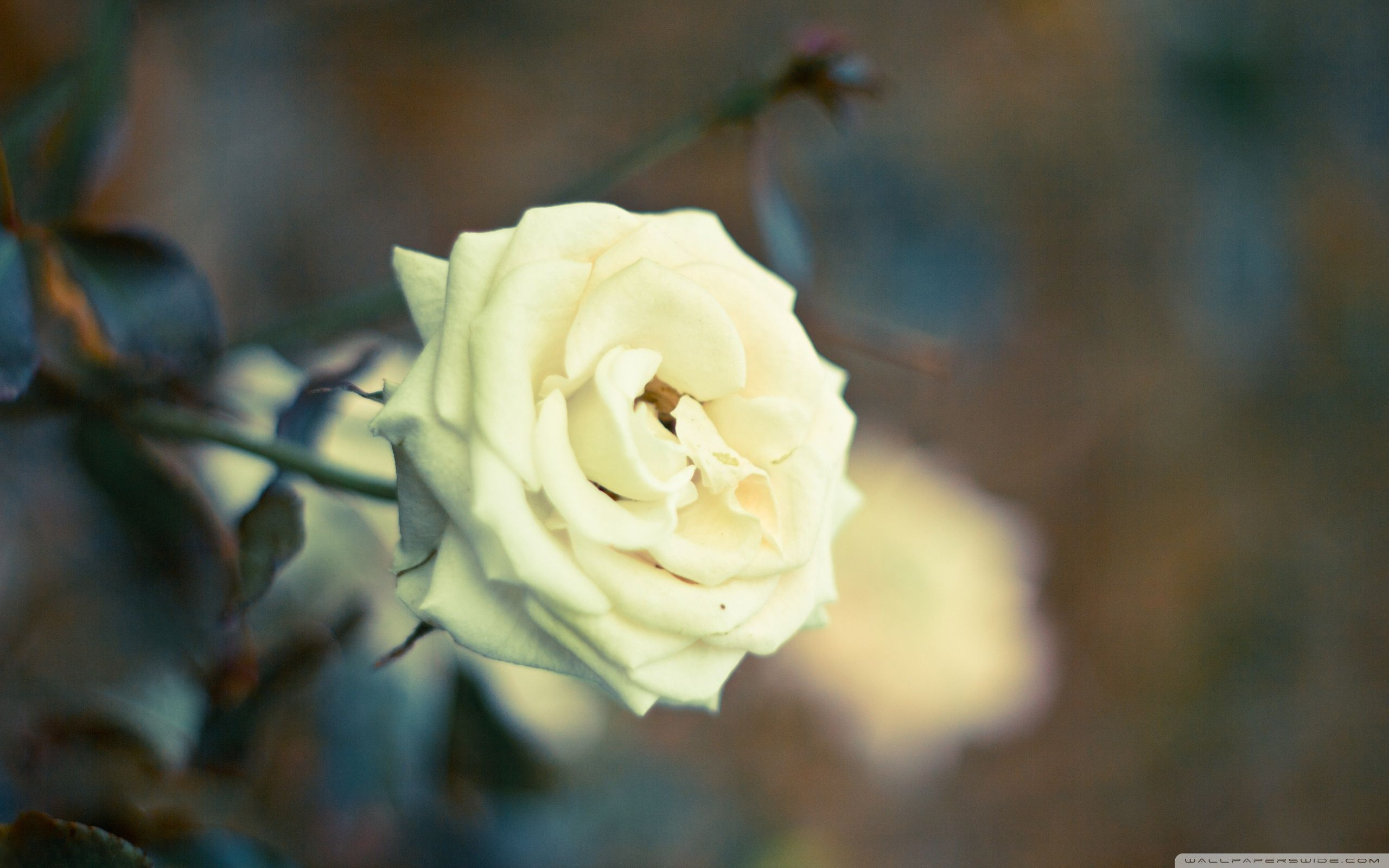 White Rose 4k HD Wallpapers Wallpaper Cave