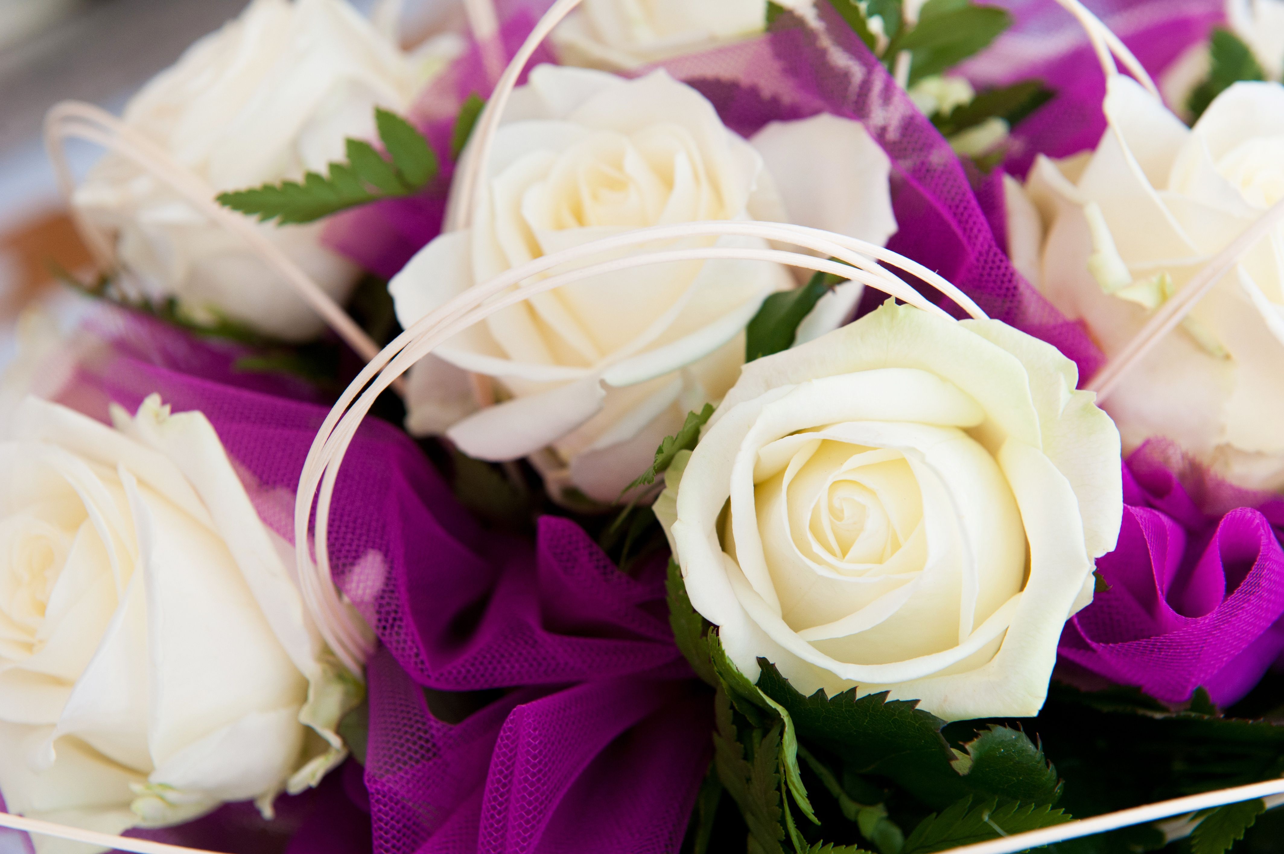 White Rose 4k HD Wallpapers Wallpaper Cave