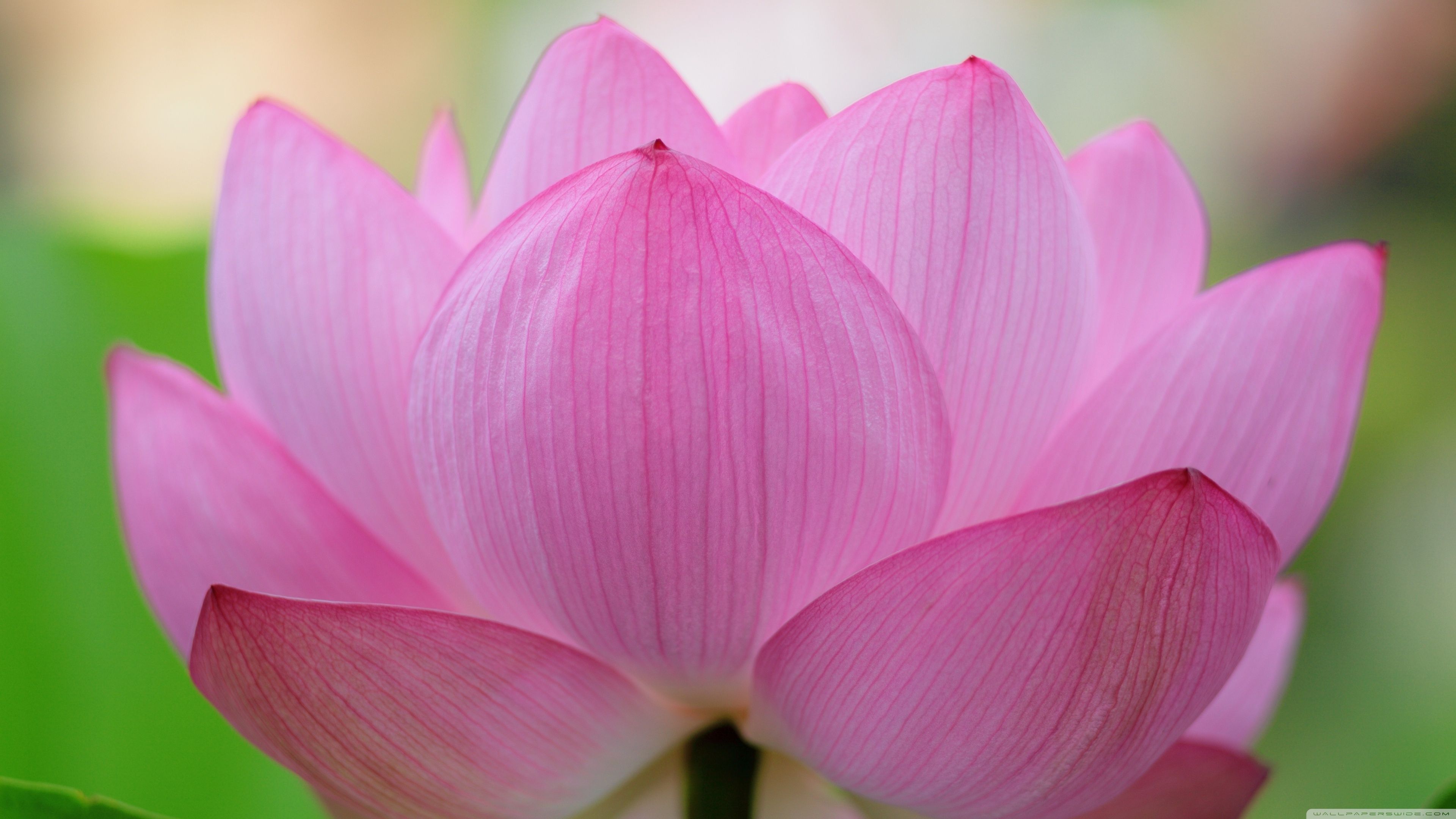 4k Lotus Flower Wallpapers Wallpaper Cave