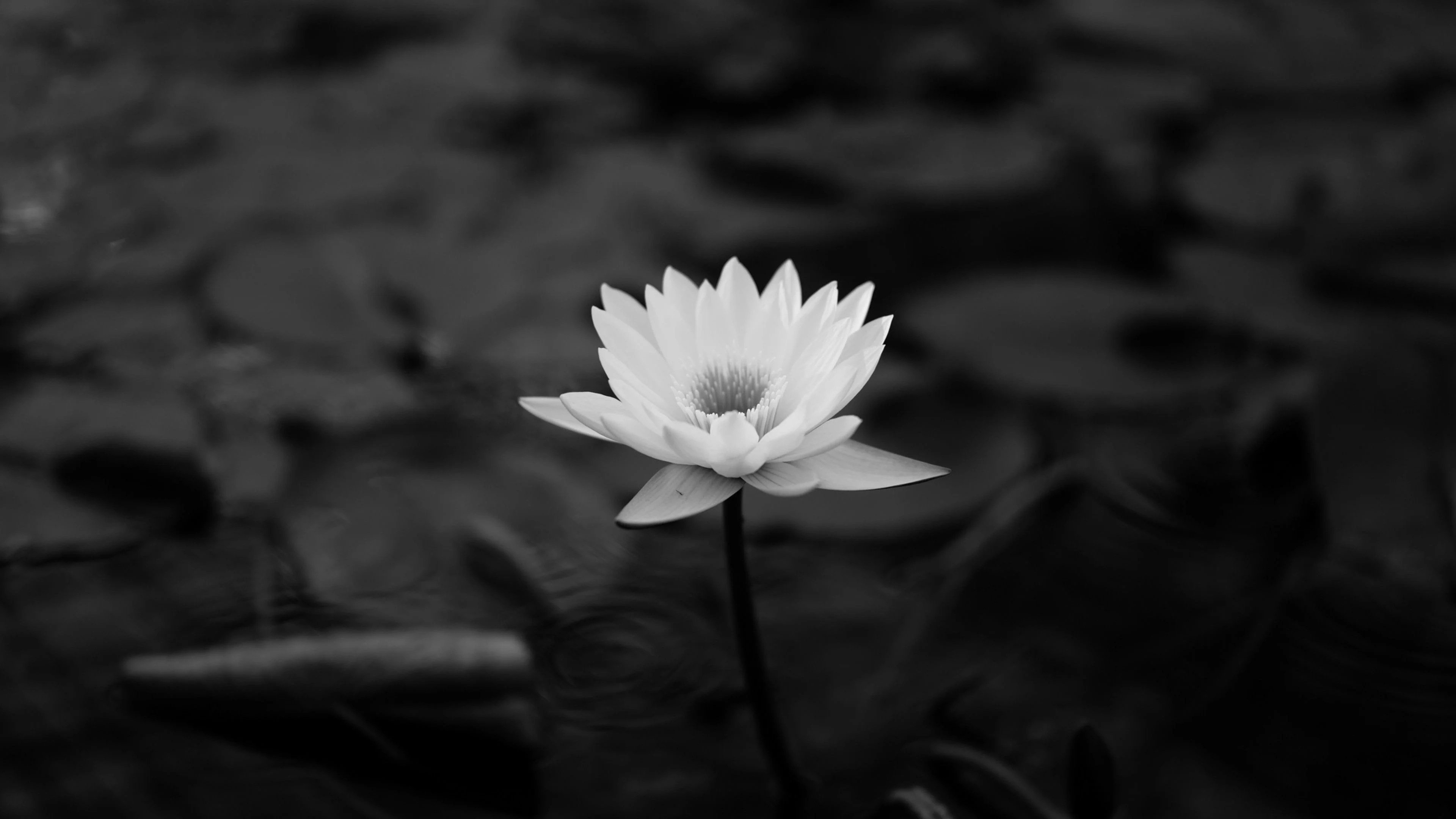 4k Lotus Flower Wallpapers Wallpaper Cave