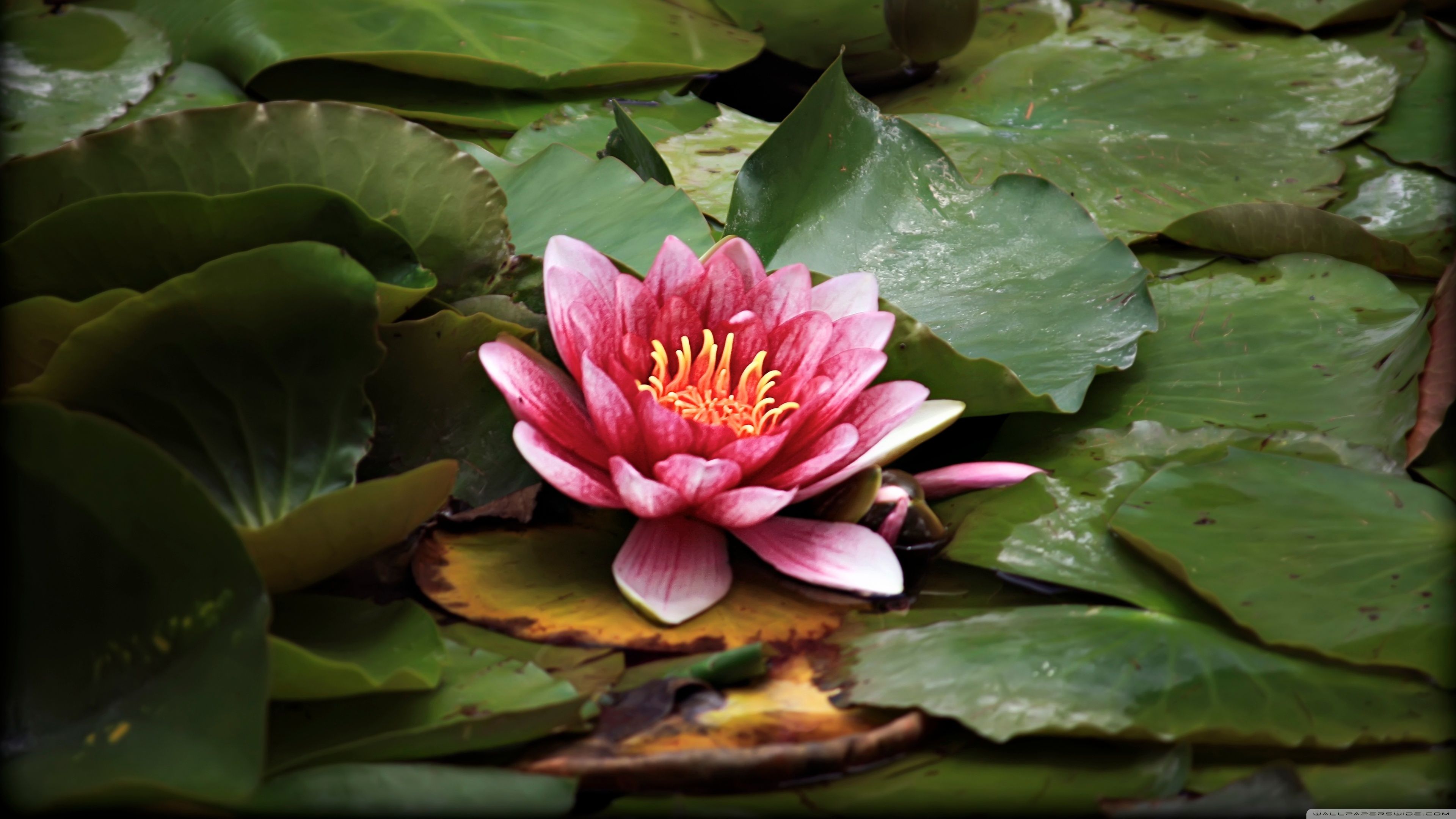 4k Lotus Flower Wallpapers Wallpaper Cave