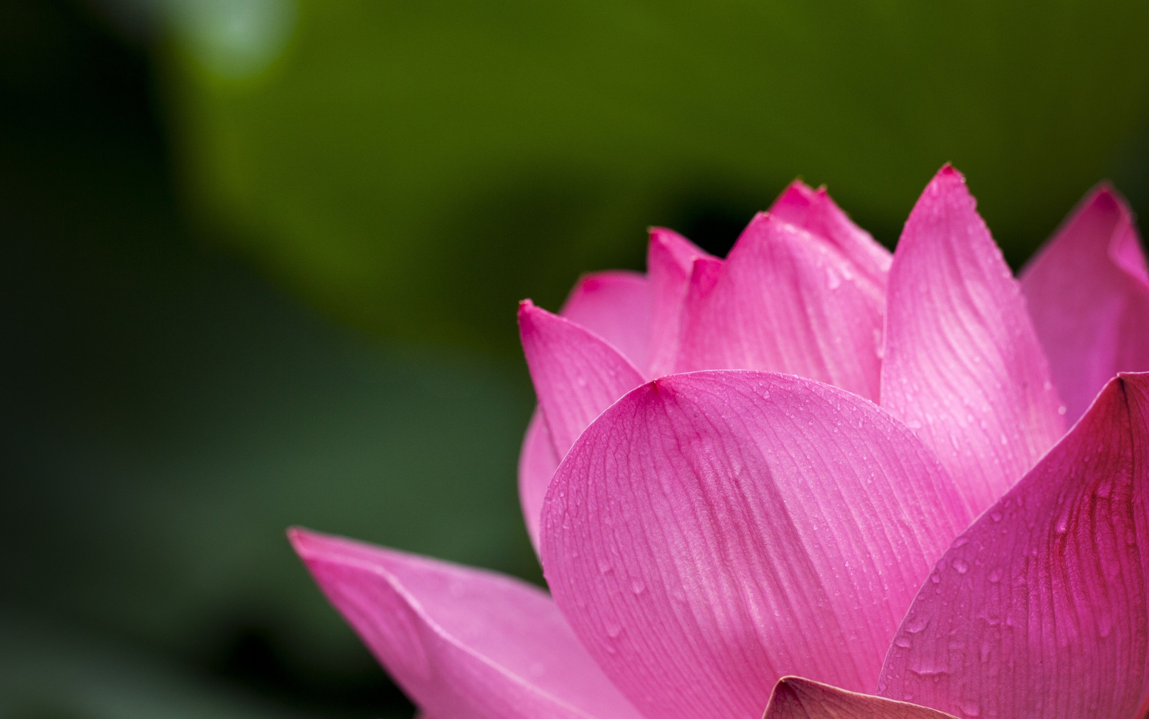 4k Lotus Flower Wallpapers Wallpaper Cave